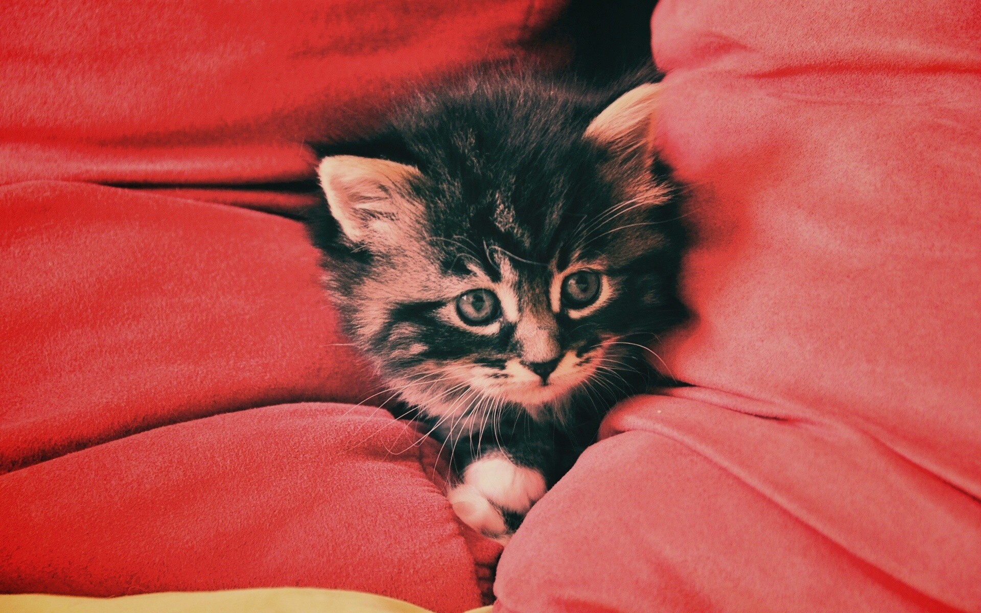 Котенок в подушках обои