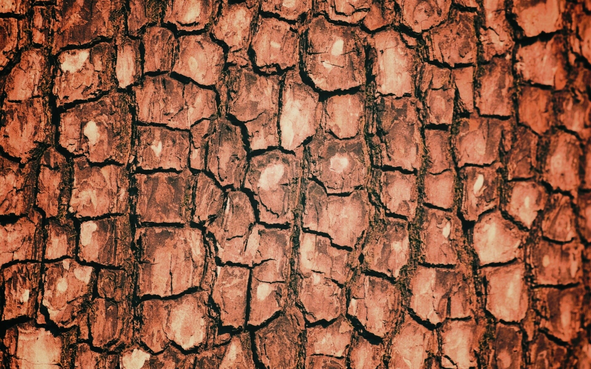 Кора дерева обои