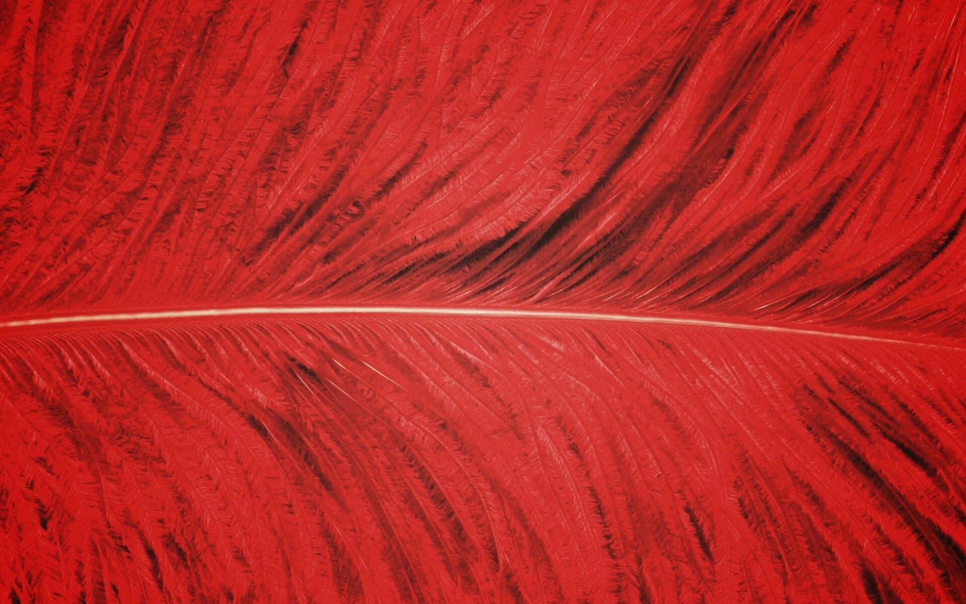 Перо попугая обои