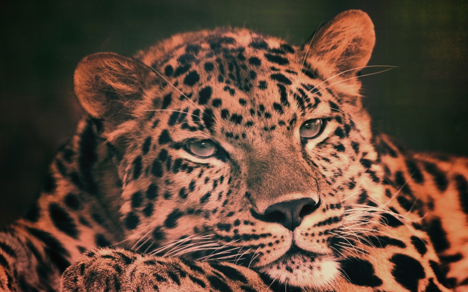 Злопасный ягуляр обои