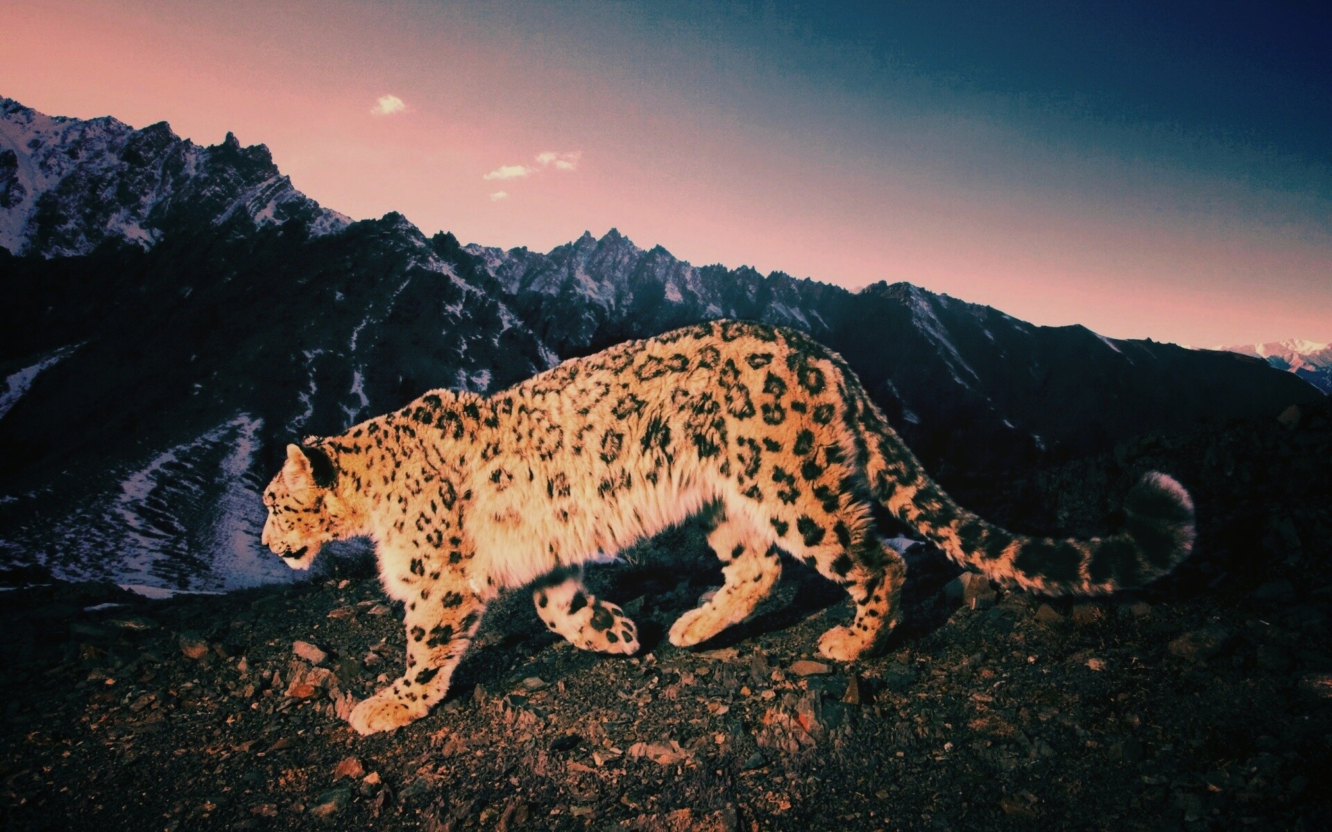 Леопард обои