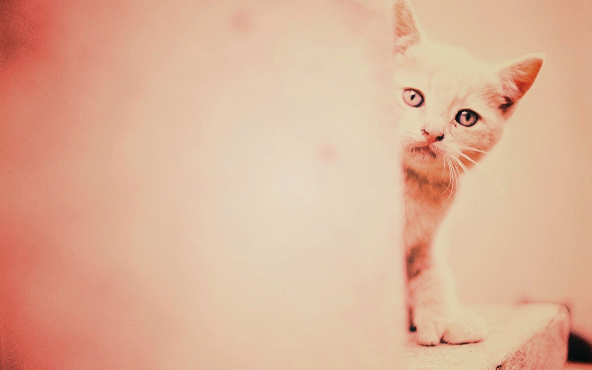 Котик из-за угла обои