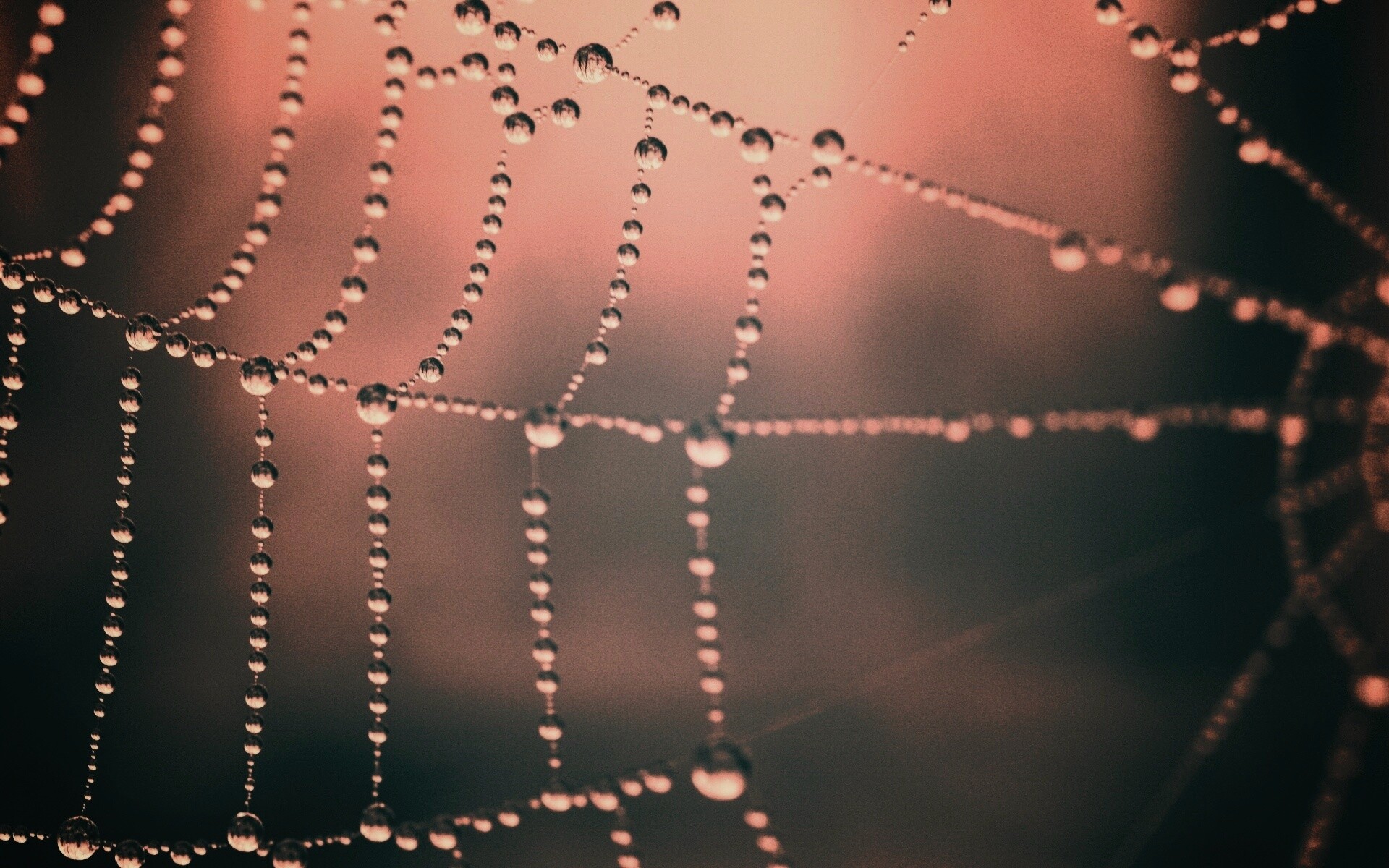 Капли на паутине обои