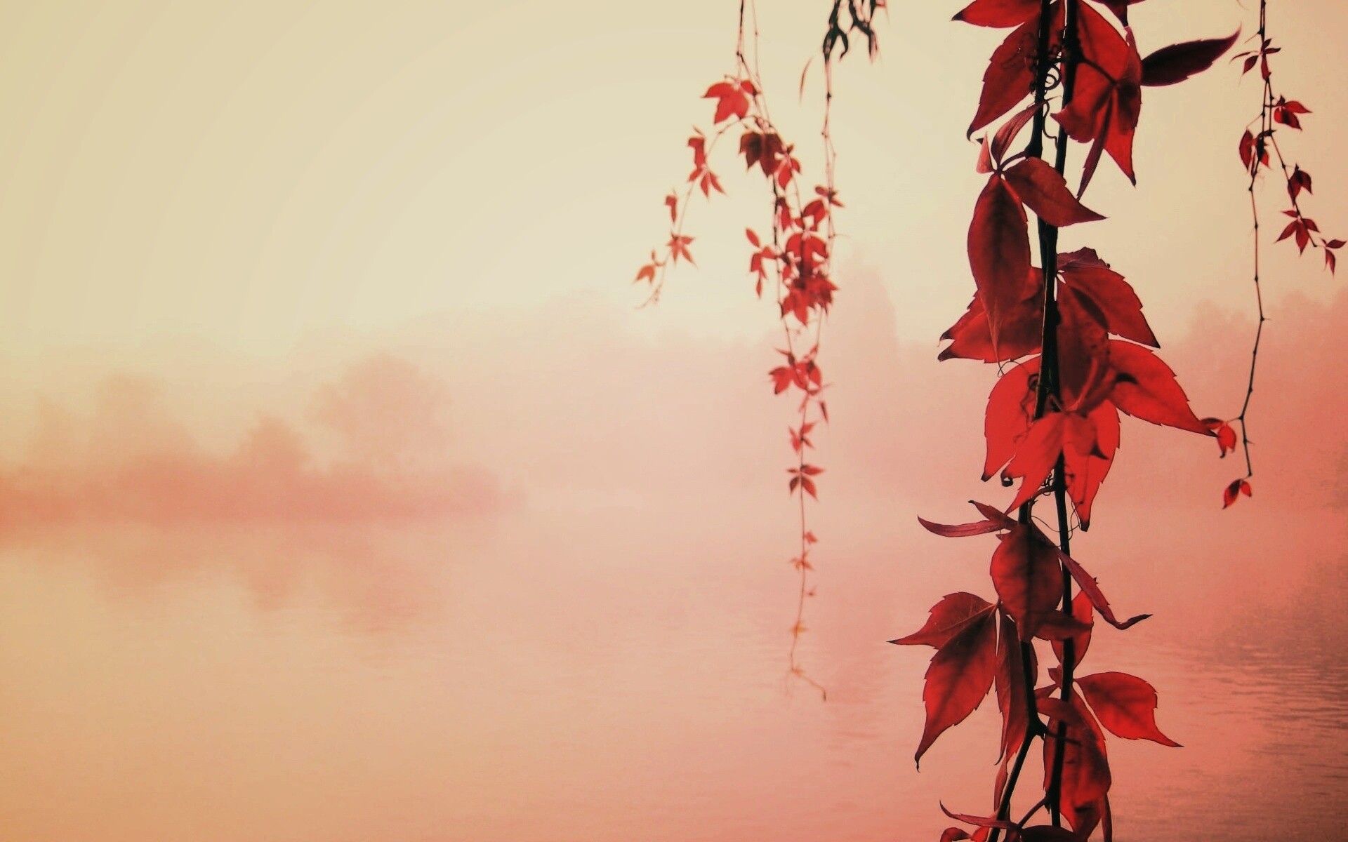 Ветви красного дерева обои