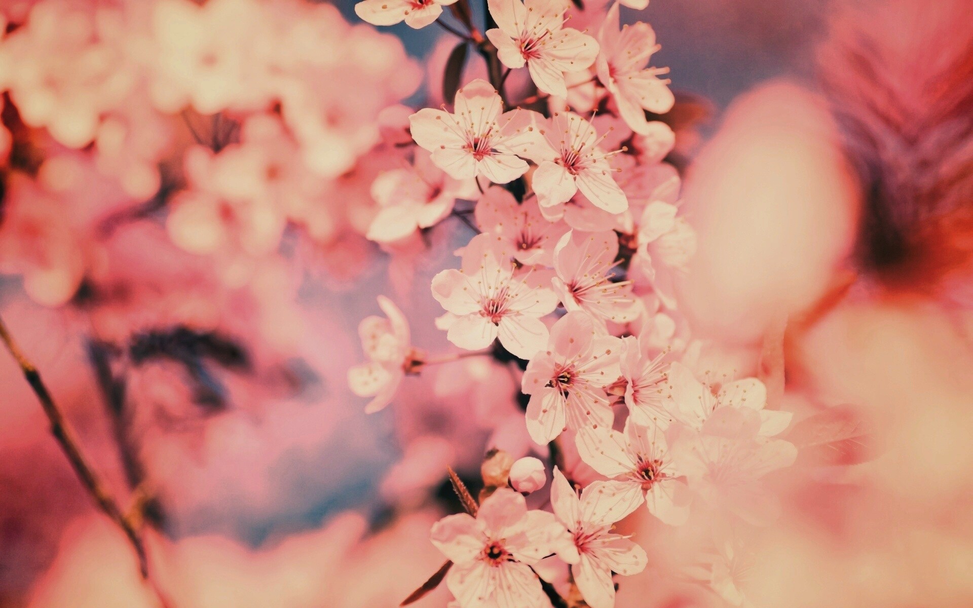 Цветение вишни обои