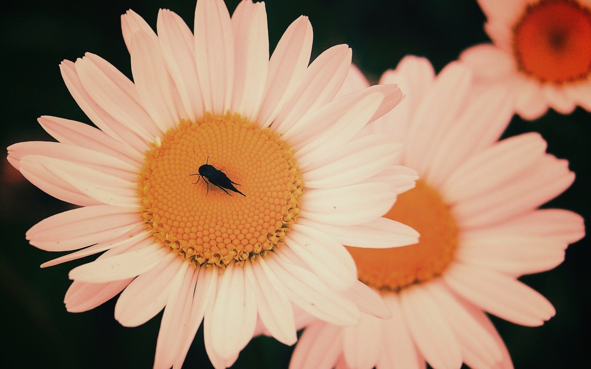 Ромашки обои