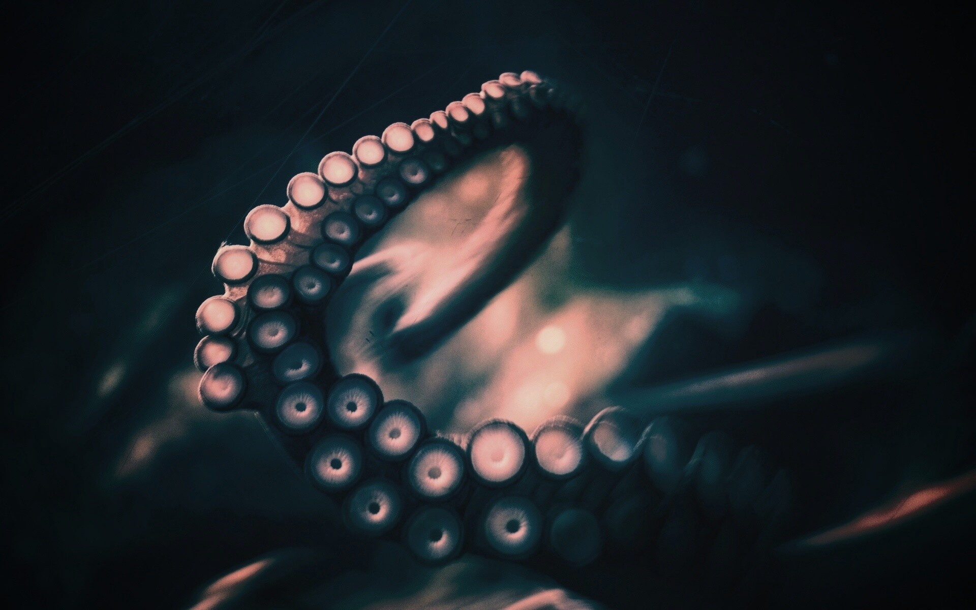 Щупальце обои