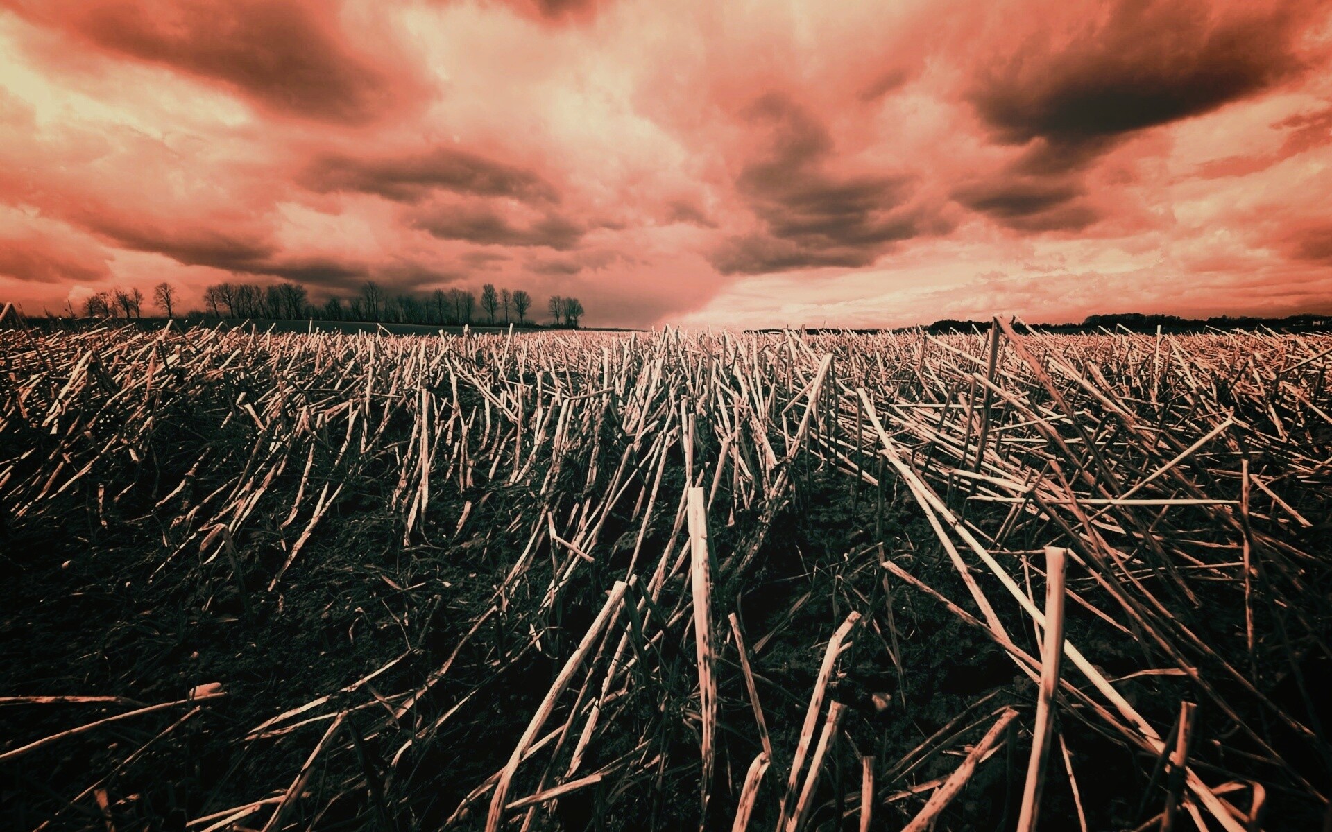 Убранное поле обои