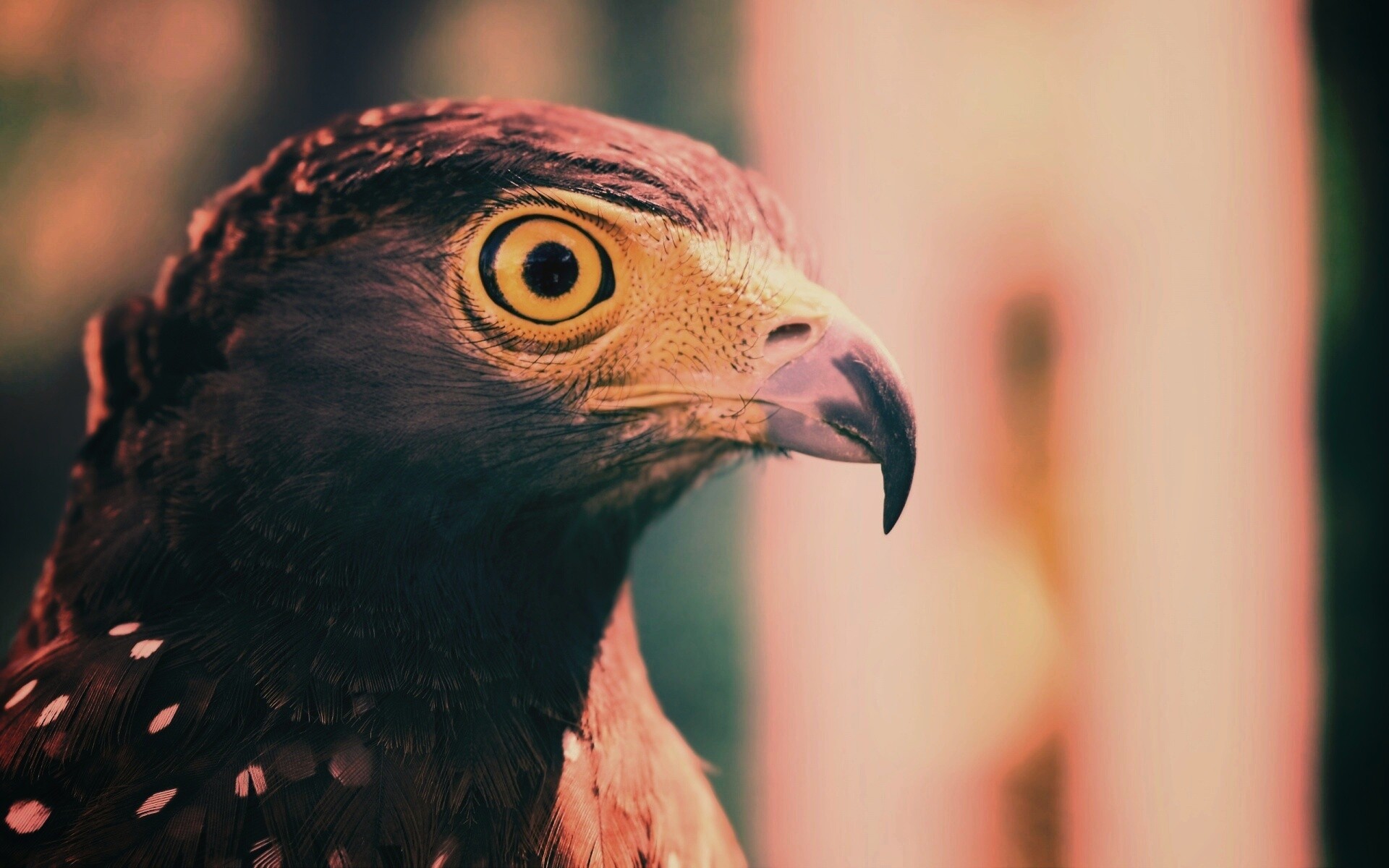 Взгляд орла обои