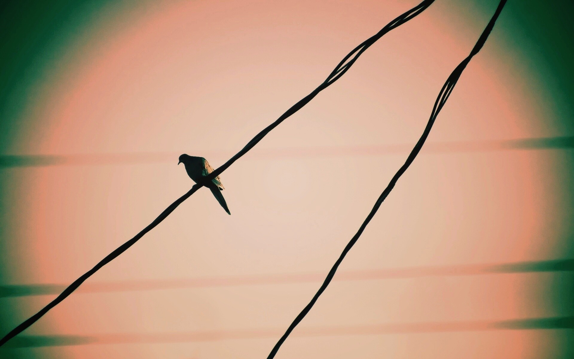 Птица на проводе обои