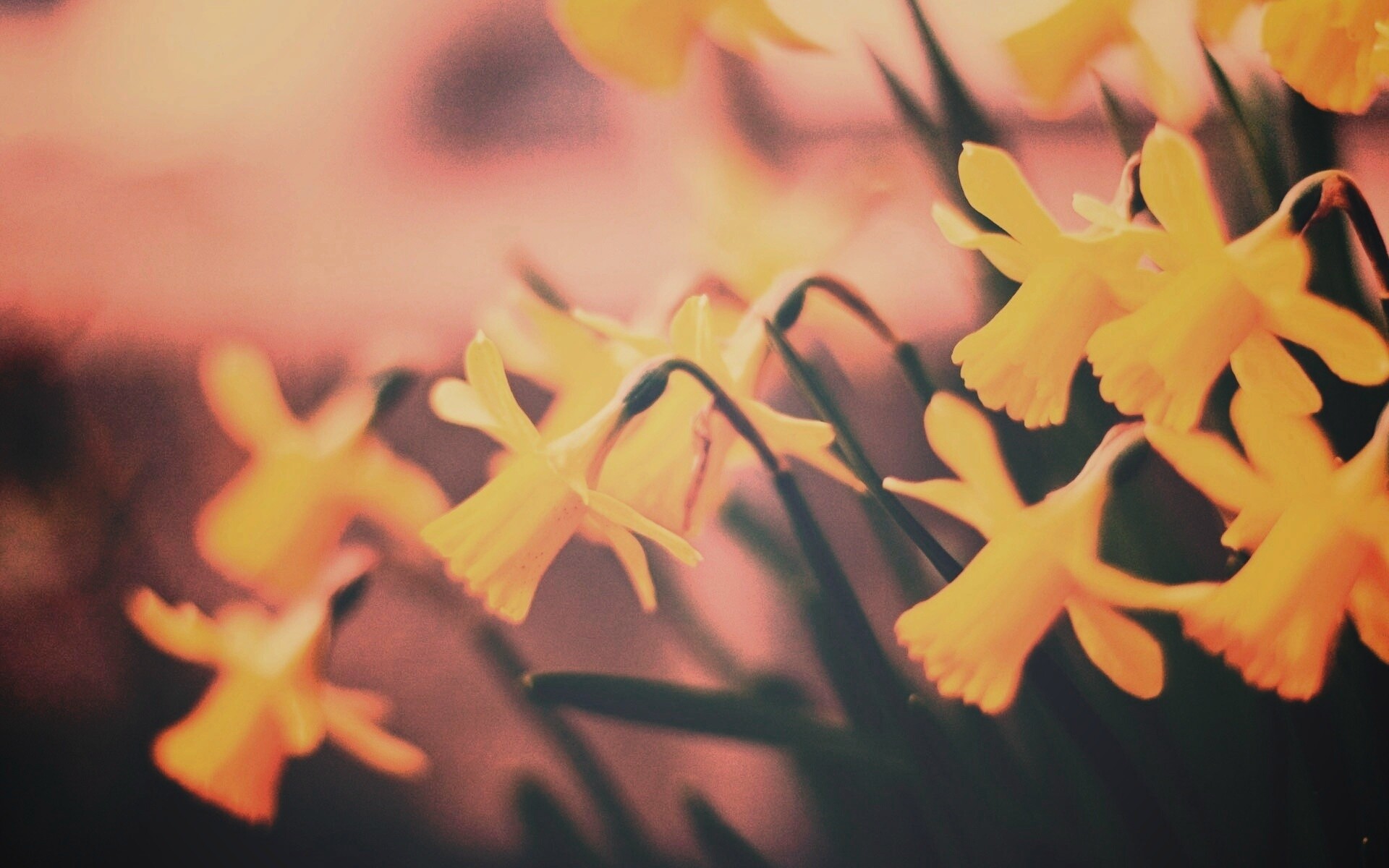 Нарциссы обои