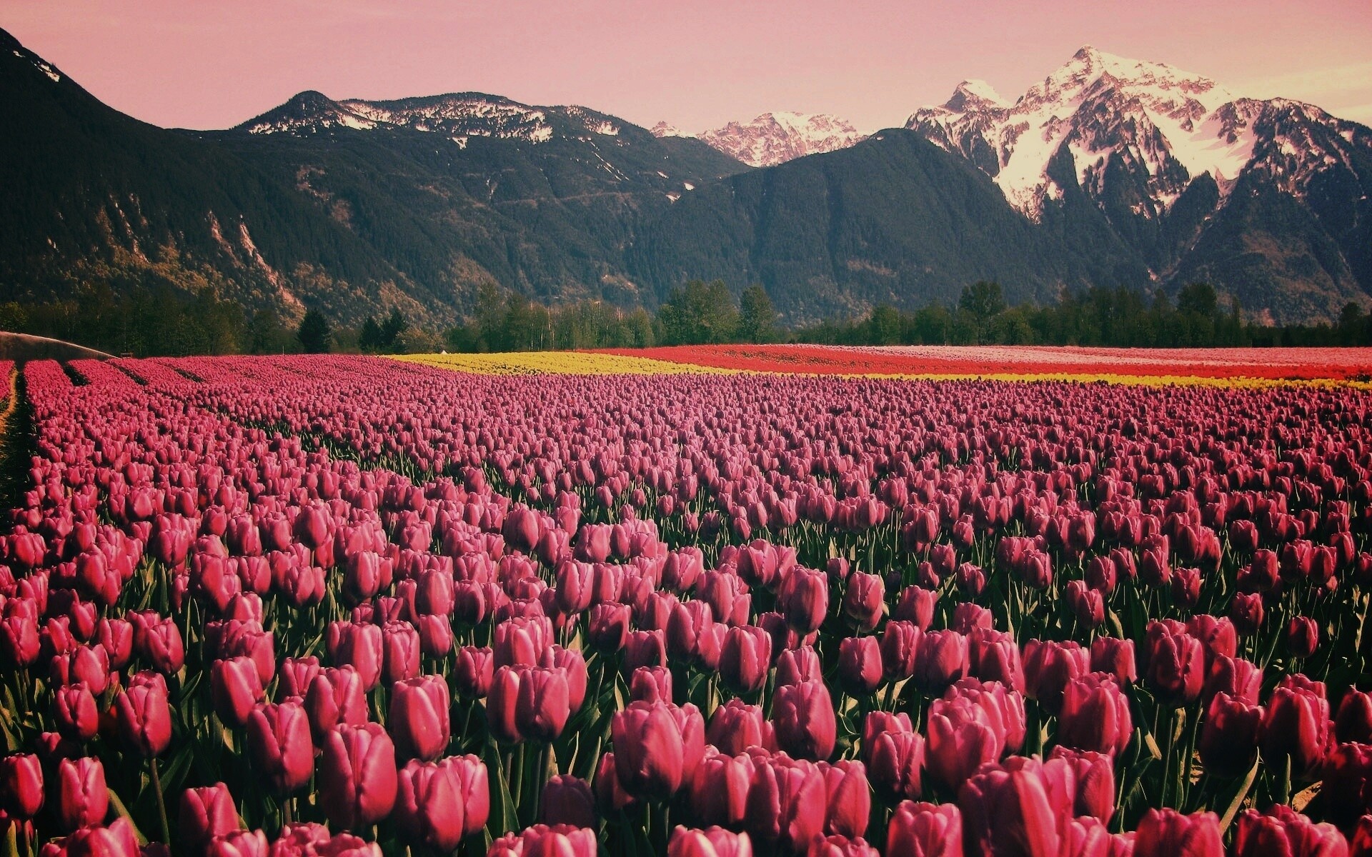 Поле тюльпанов обои