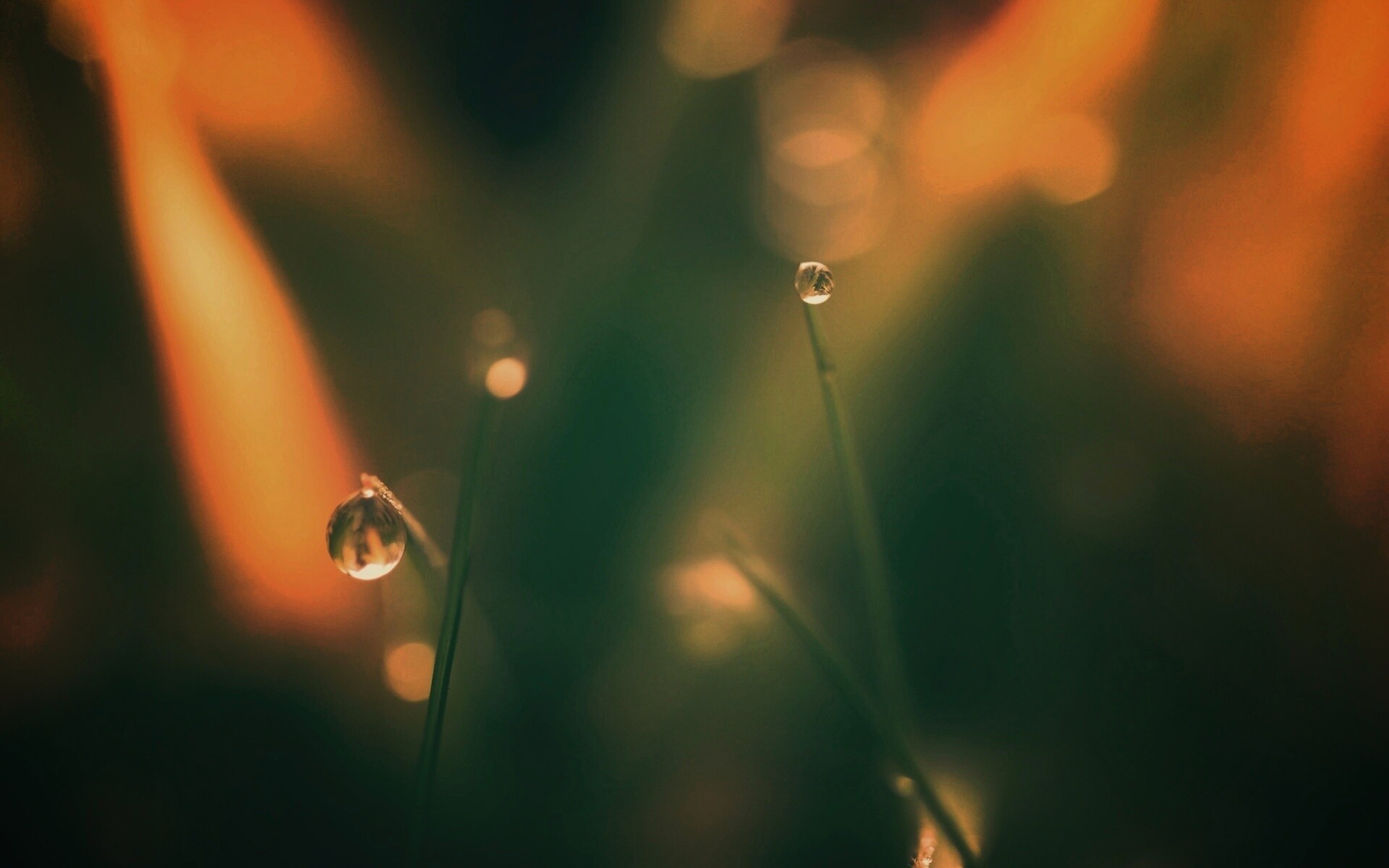Роса на травинке обои