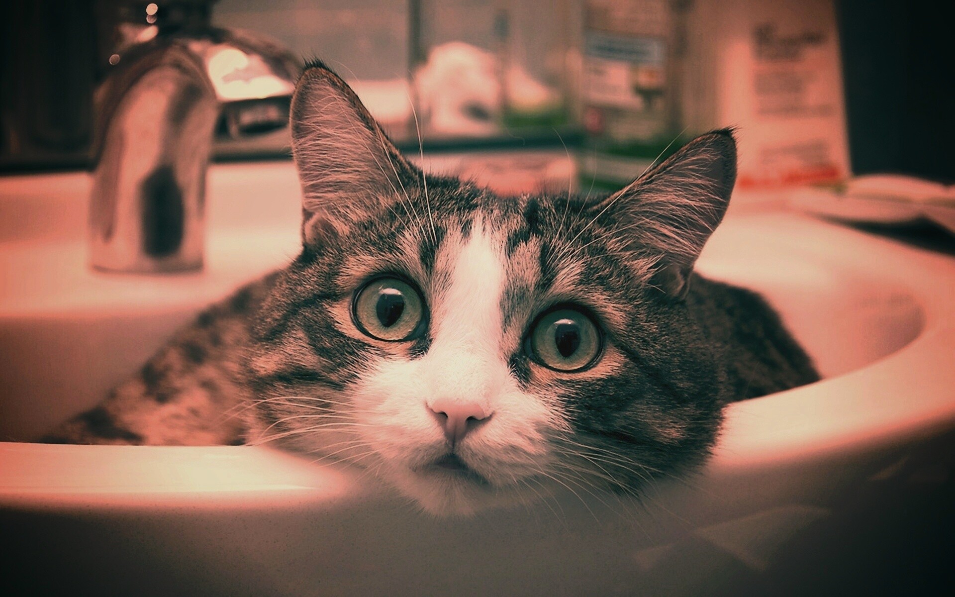 Кошак выглядывает из раковины обои