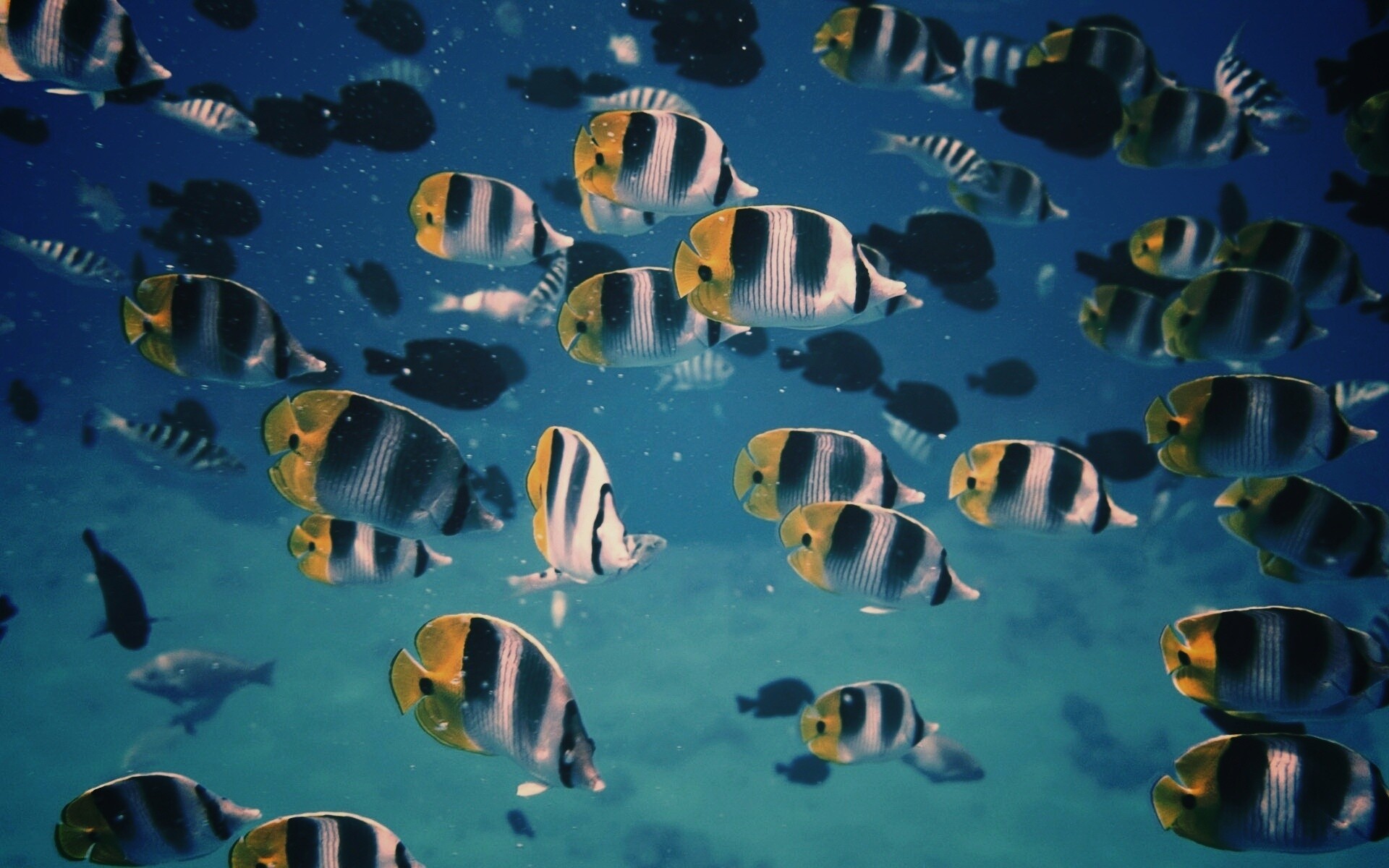 Косяк тропических рыбок обои