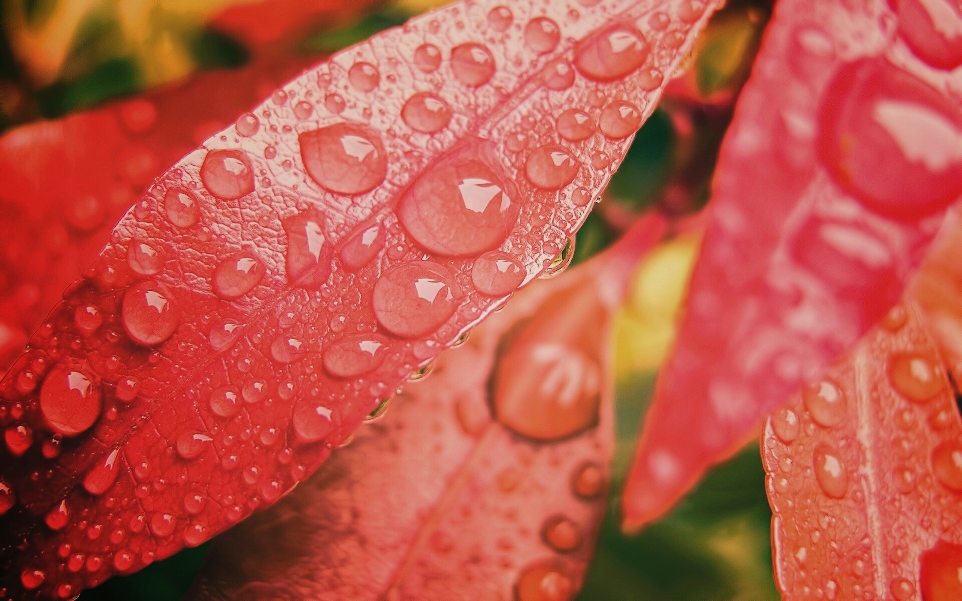 Капли росы на красных листьях обои