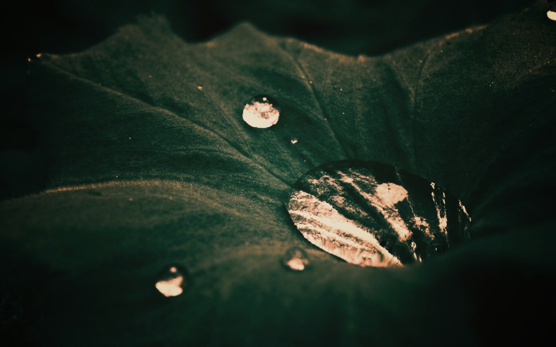 Капля в листе обои