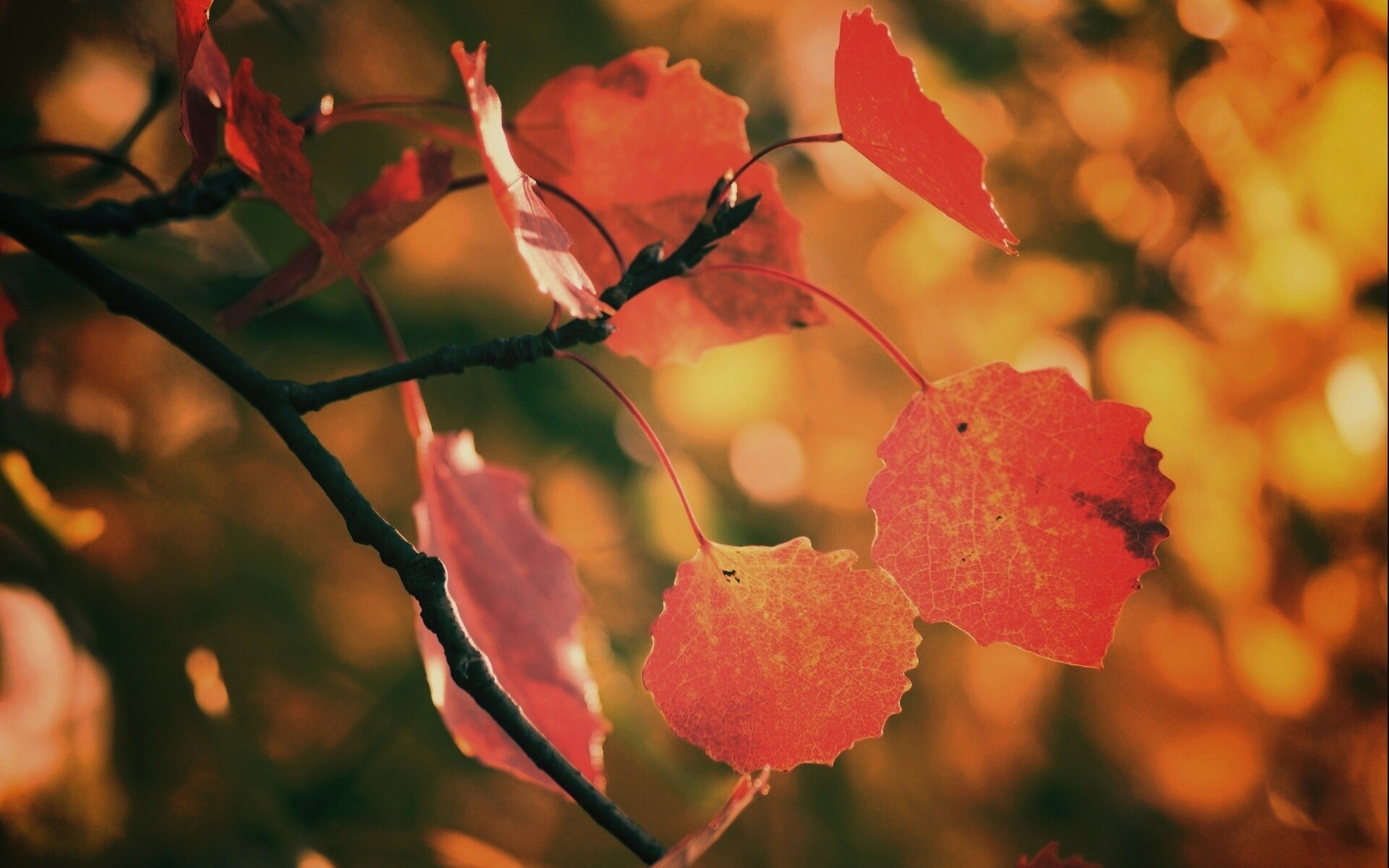 Красные листья обои