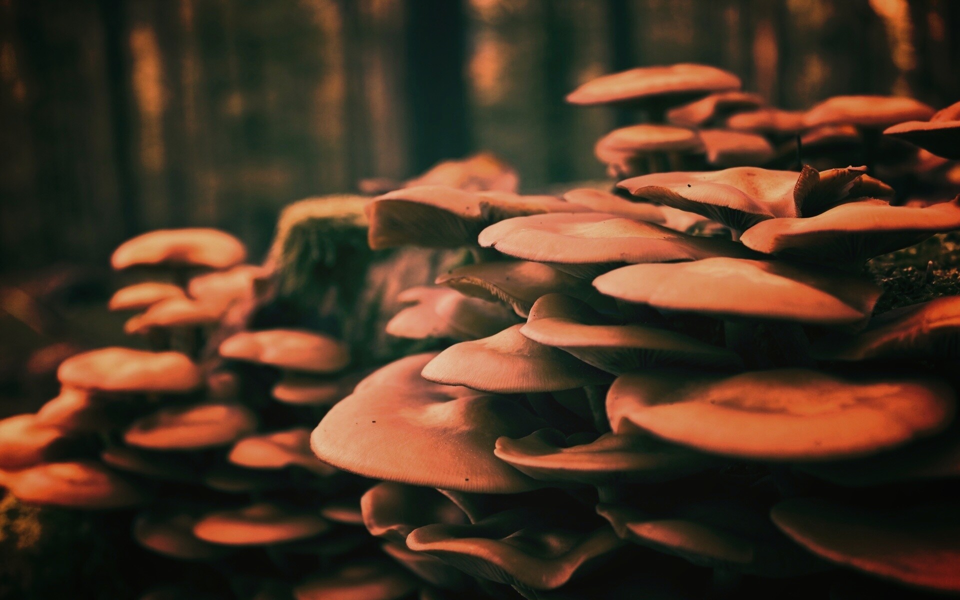 Лесные грибы на пне обои