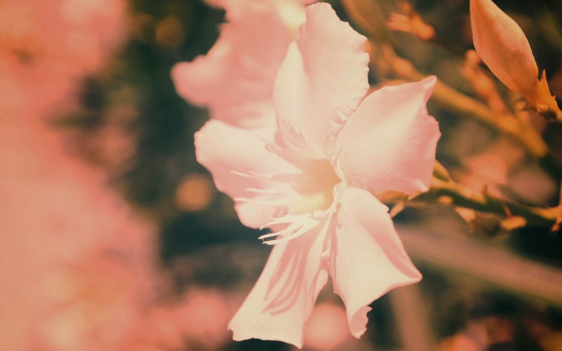 Эухарис, амазонская лилия обои