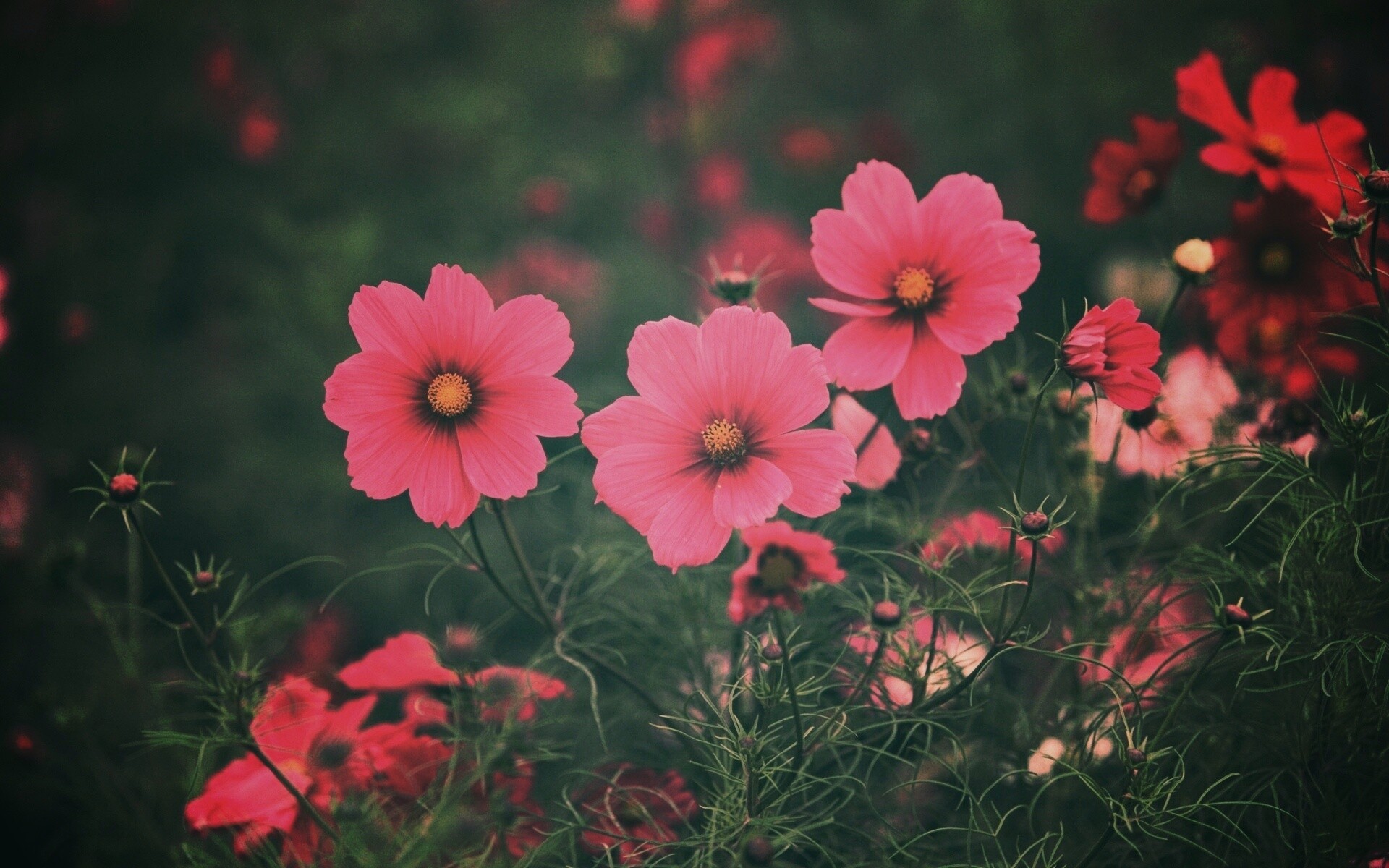 Яркие розовые цветы обои