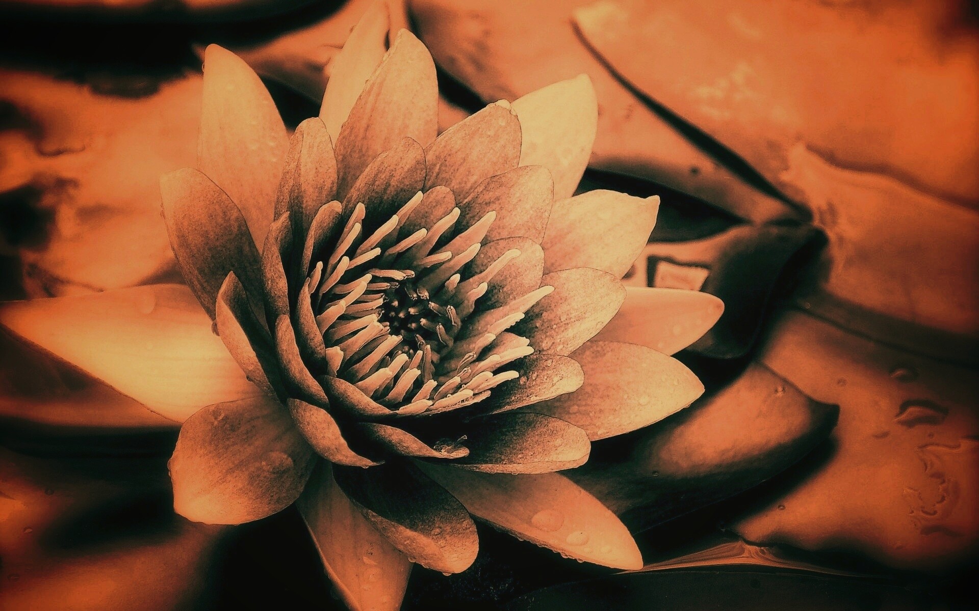 Кувшинка обои