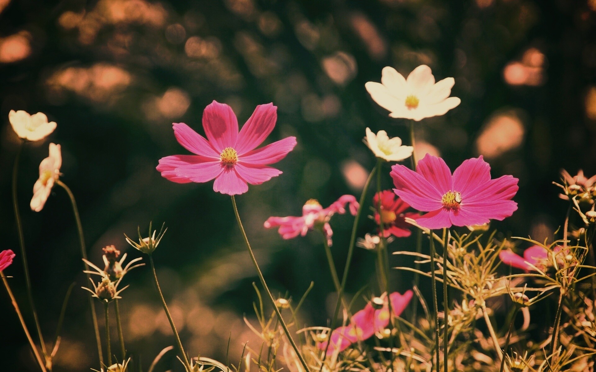 Белые и розовые цветочки обои