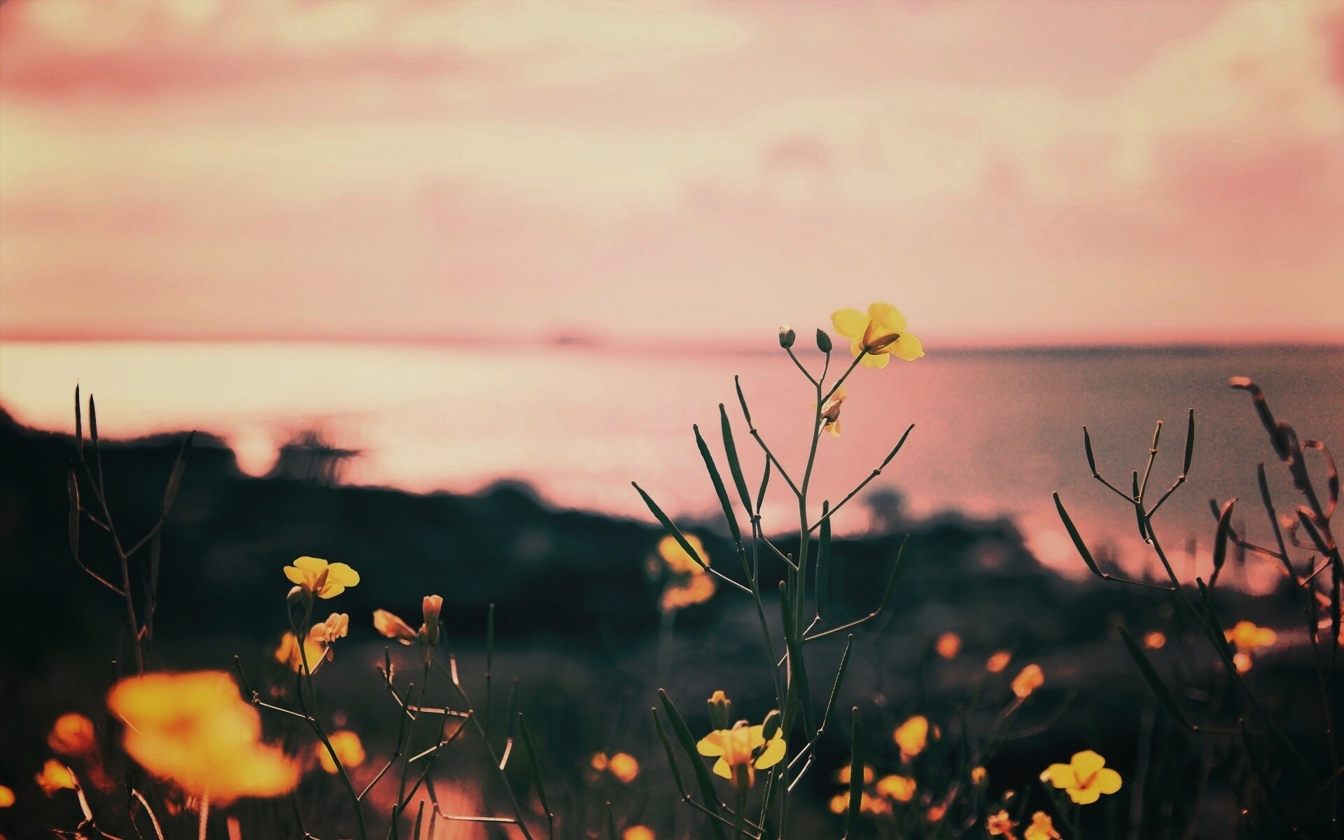 Мелкие жёлтые цветы обои