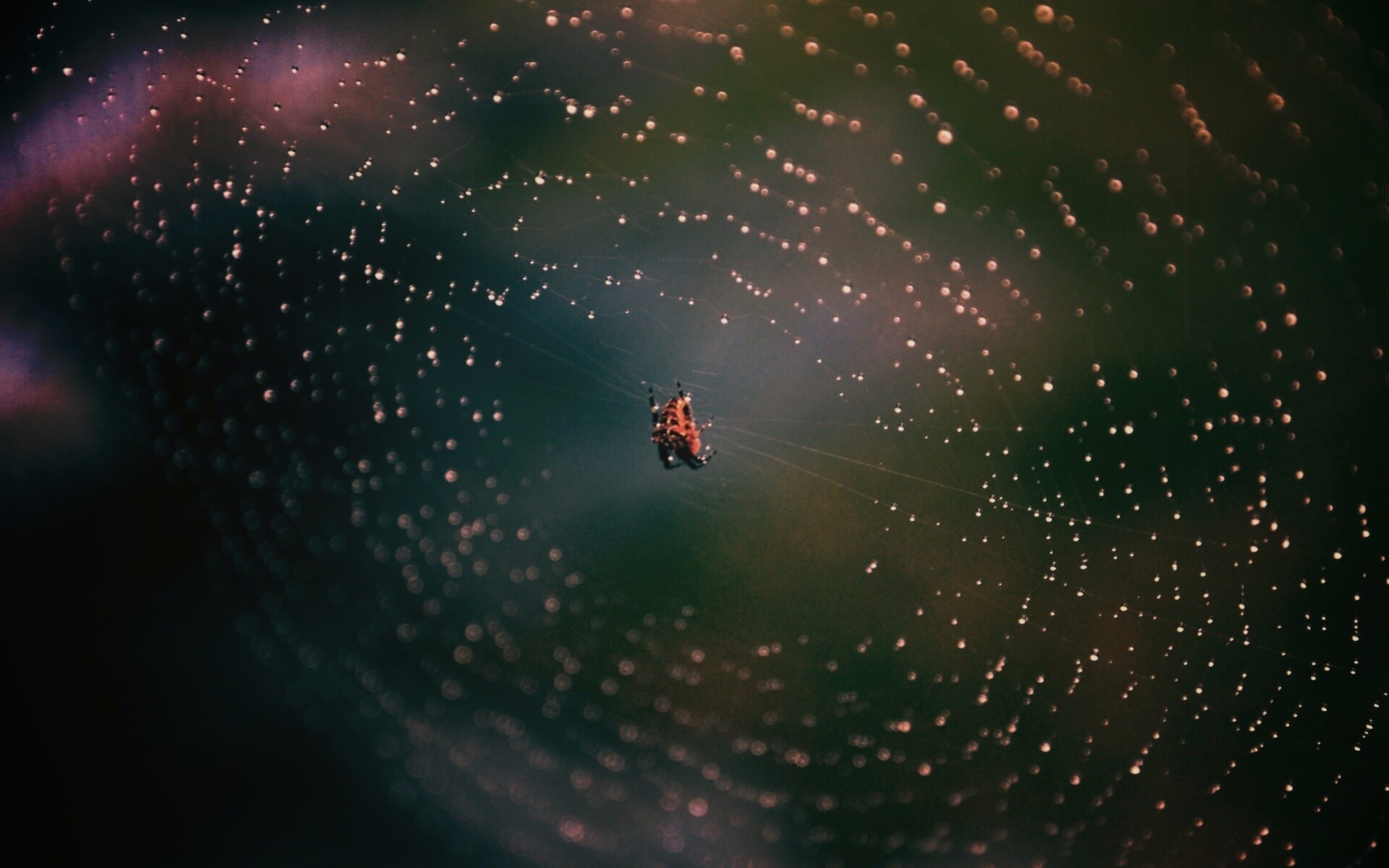 Паук на паутине обои