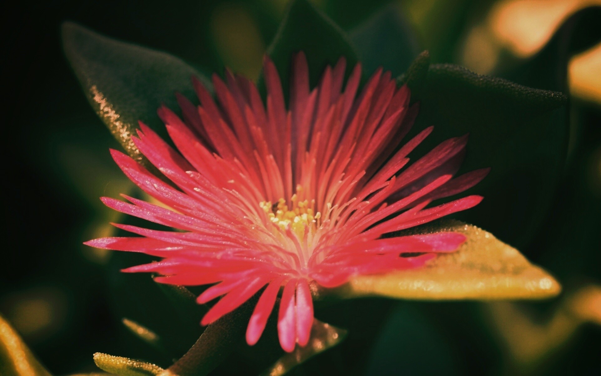 Чудесный цветок обои