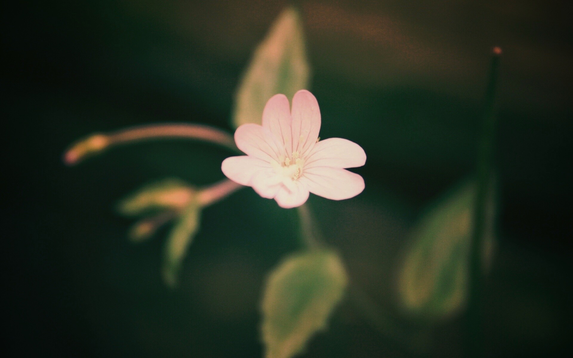 Маленький цветок в макро обои