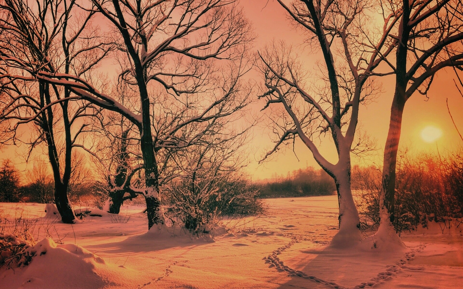 Солнечный свет в зимнем лесу обои