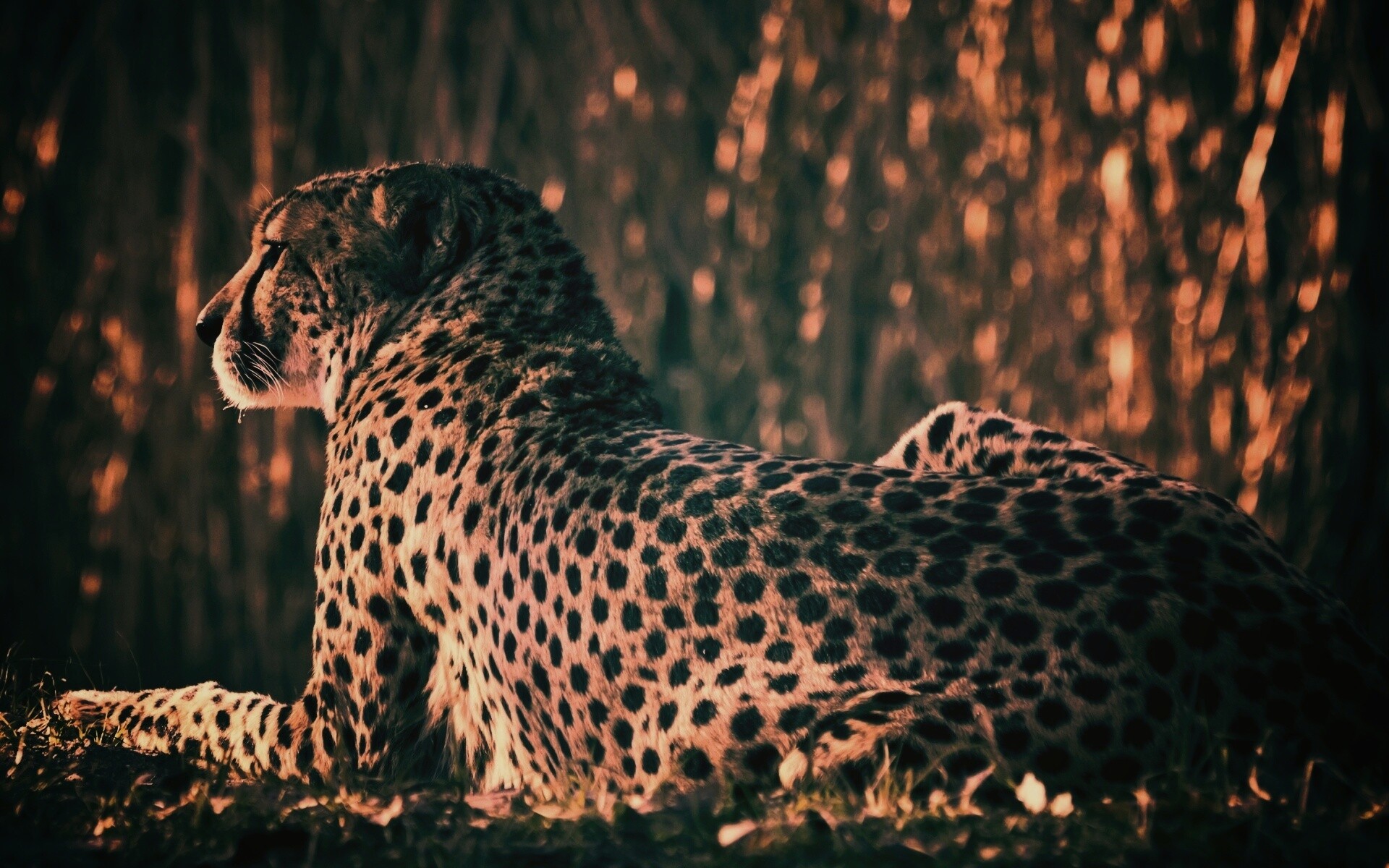 Гепард обои