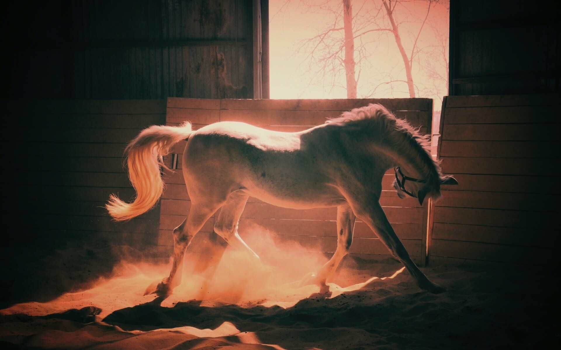 Белая лошадь в загоне обои