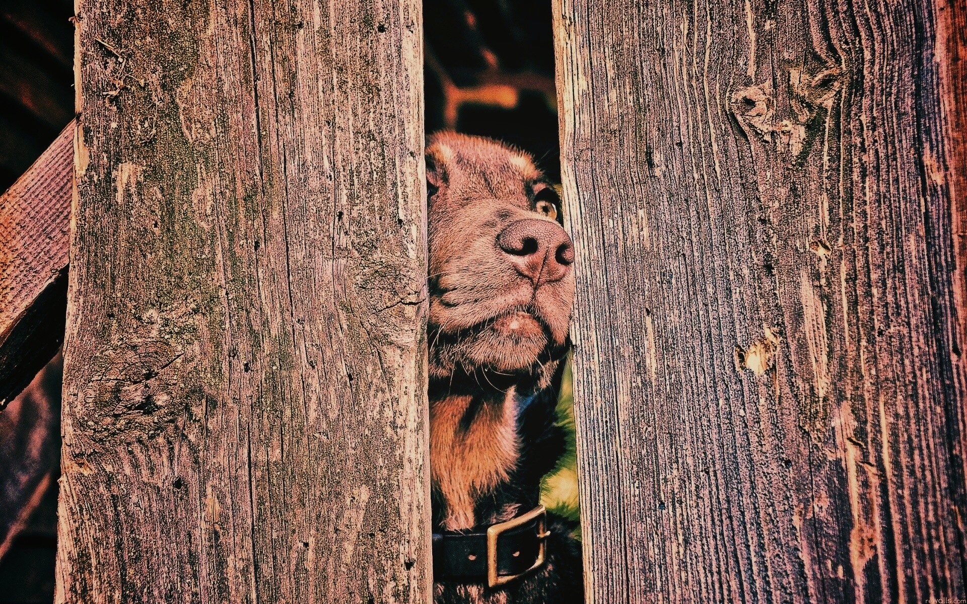 Собака выглядывает из-за забора обои