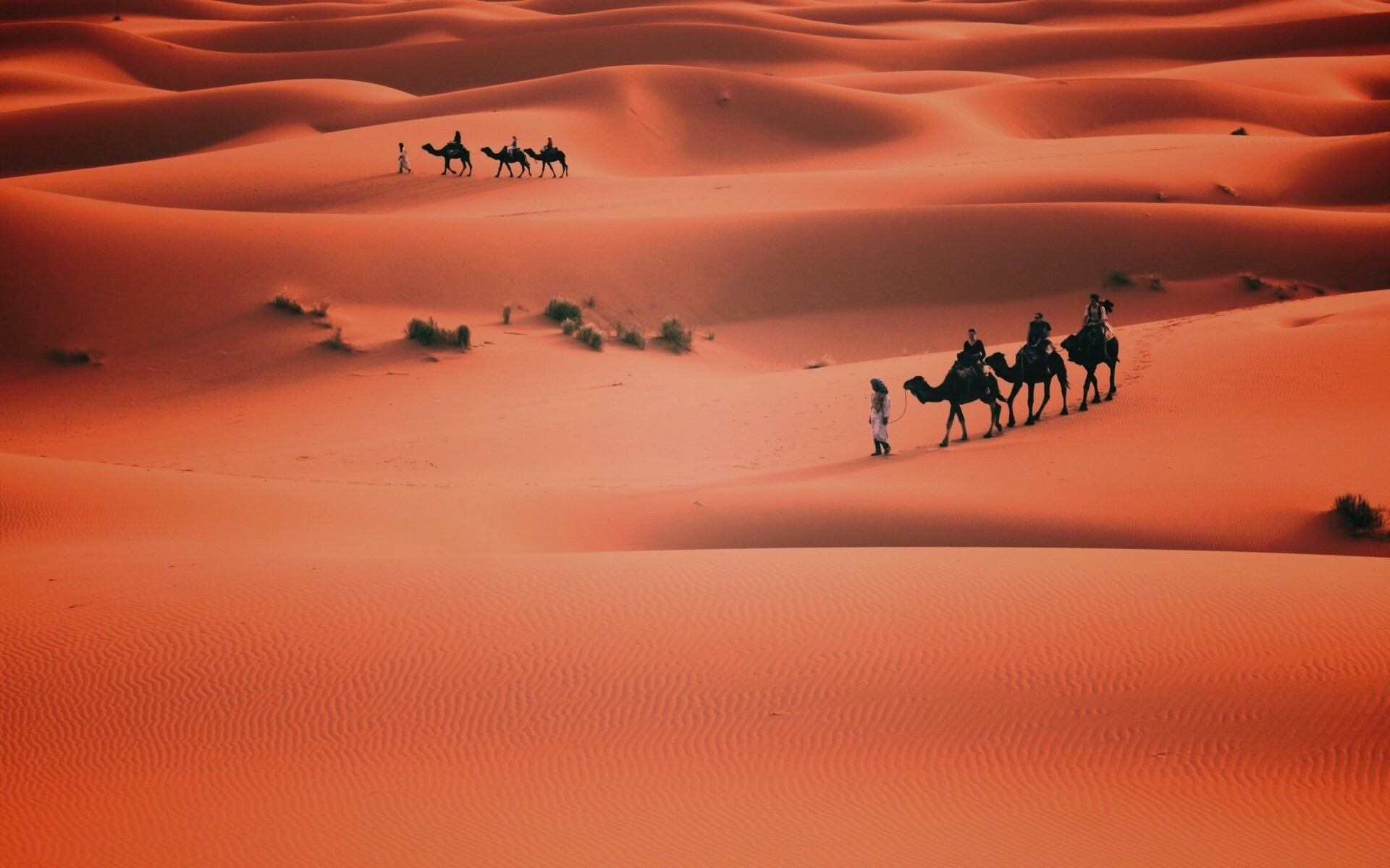 Караваны пустыни обои