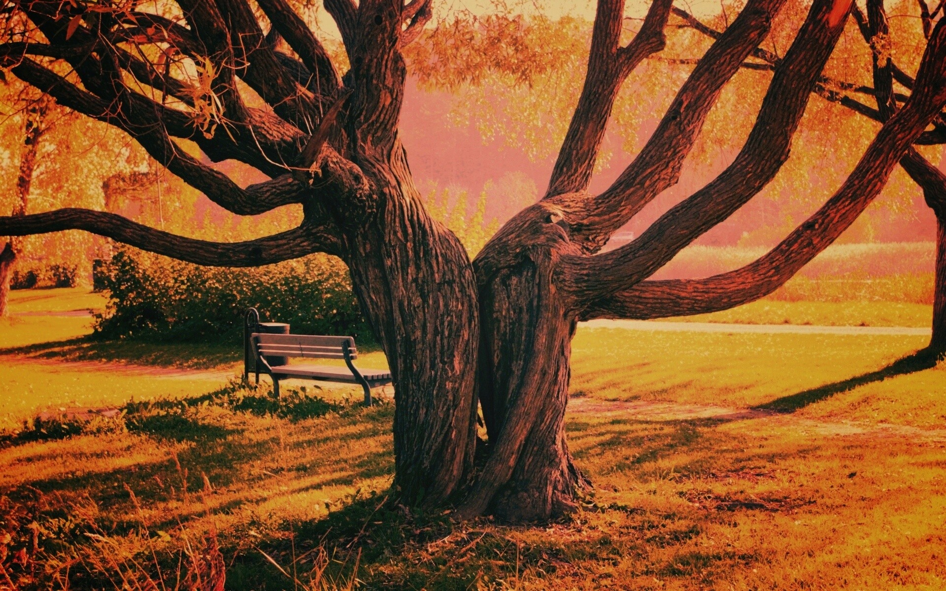 Старые сросшиеся деревья обои