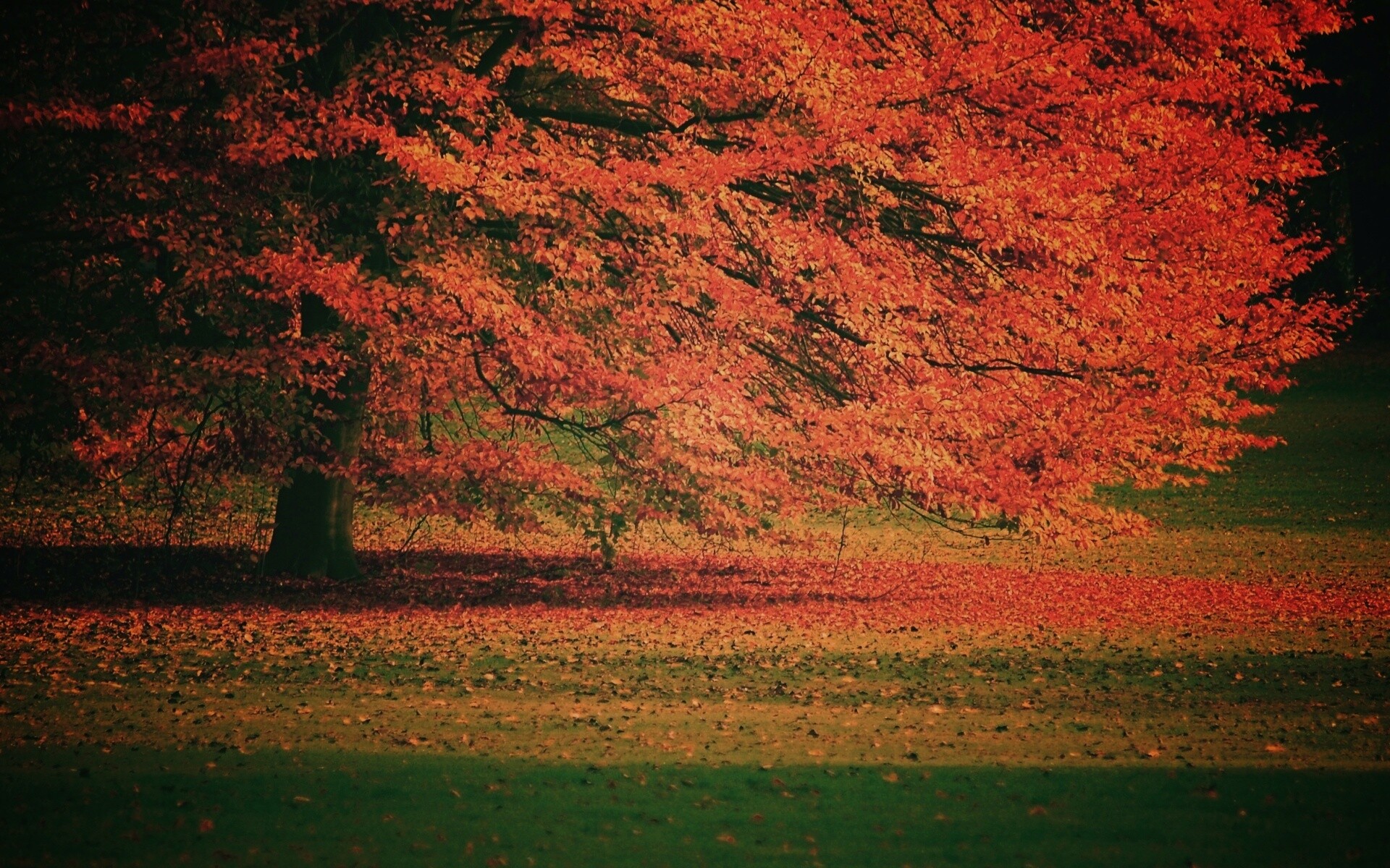 Пожелтевшее дерево с облетающей листвой обои
