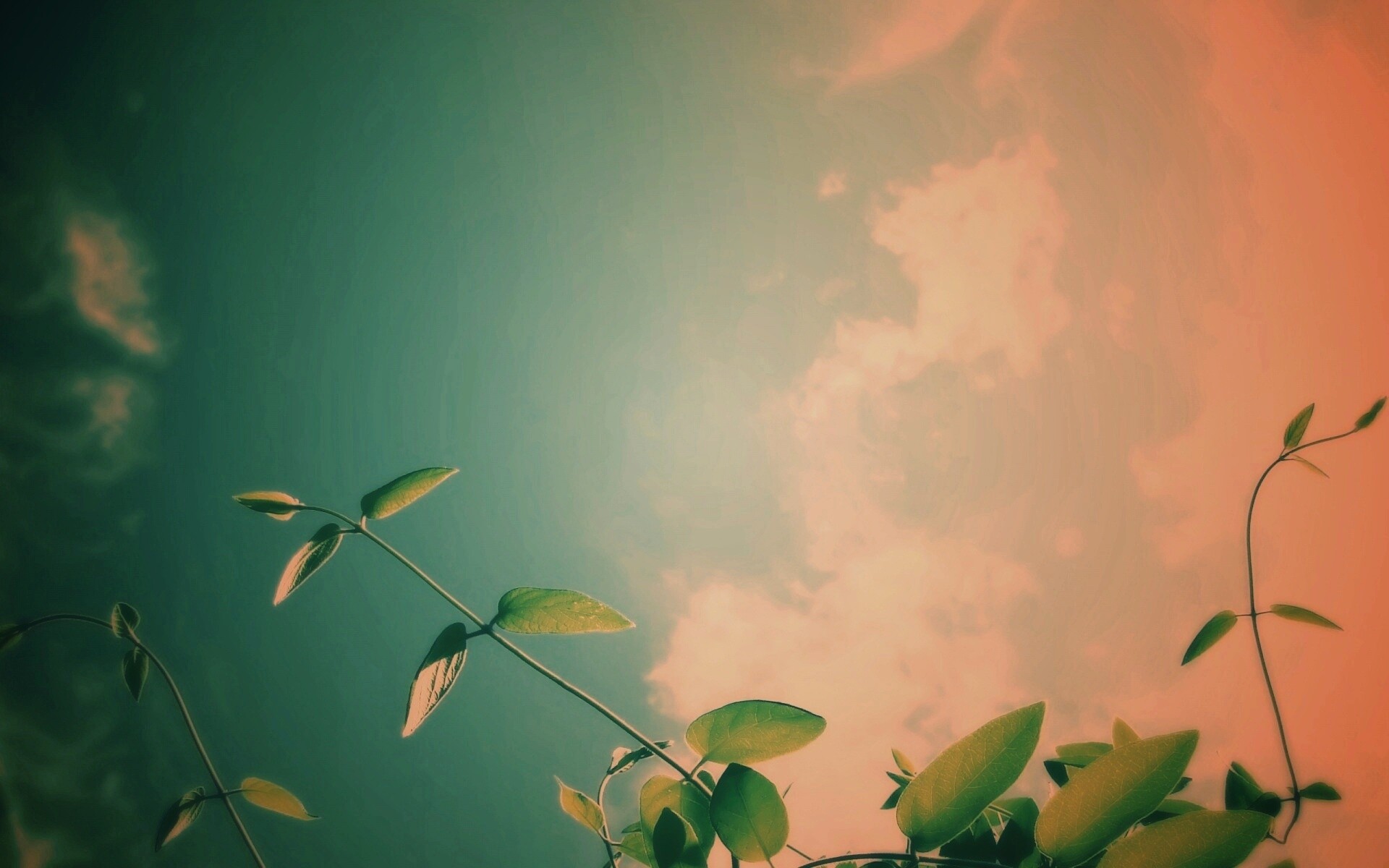 Веточки на фоне неба обои