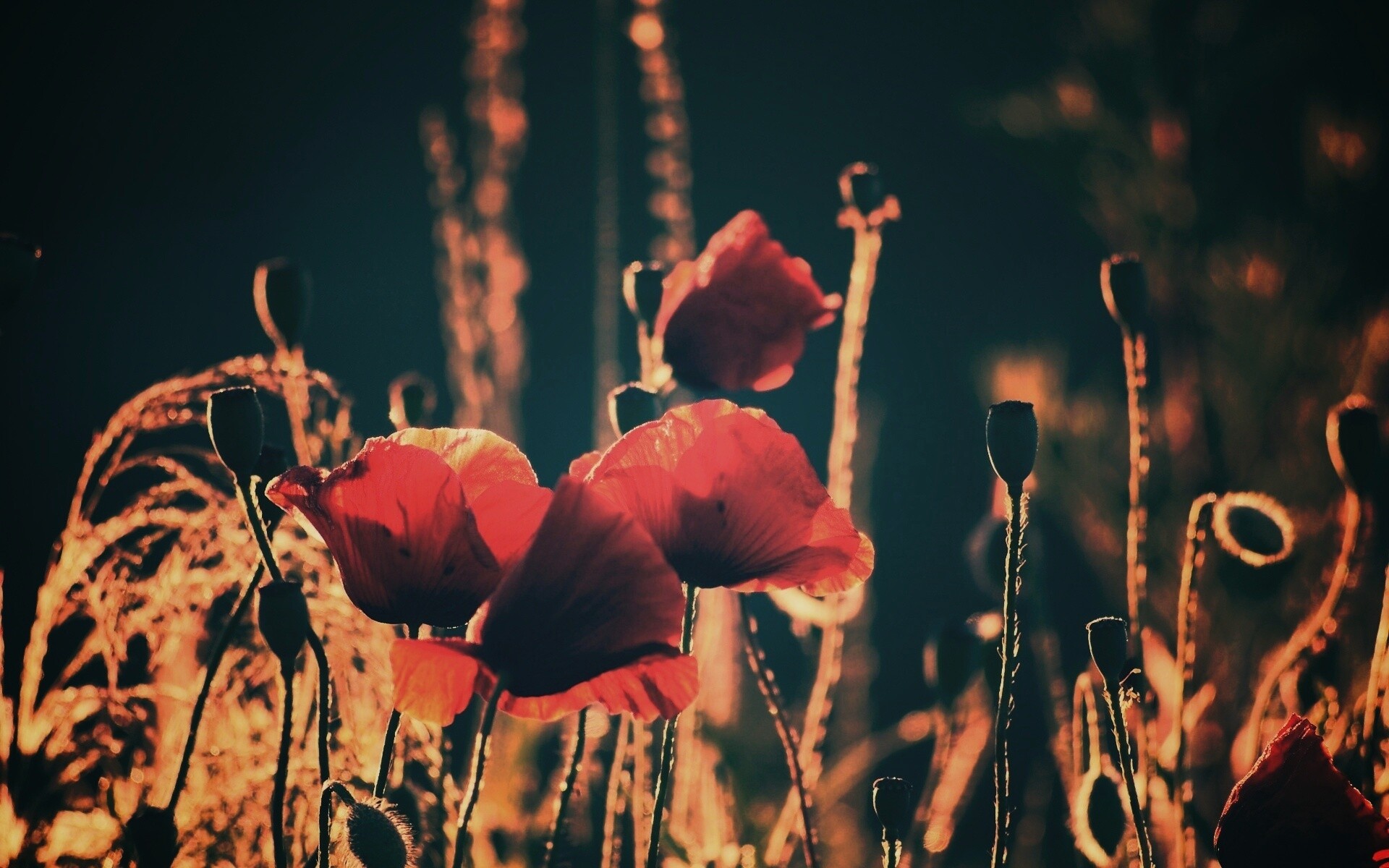 Макро фото мака обои