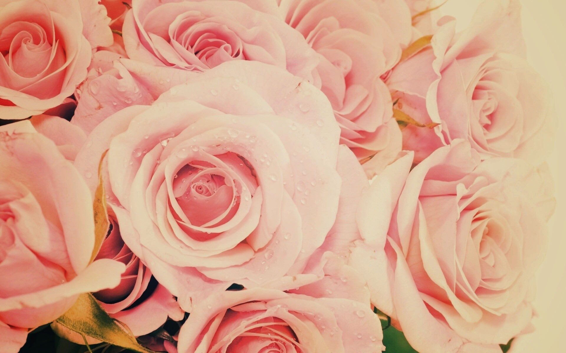Букет розовых роз обои