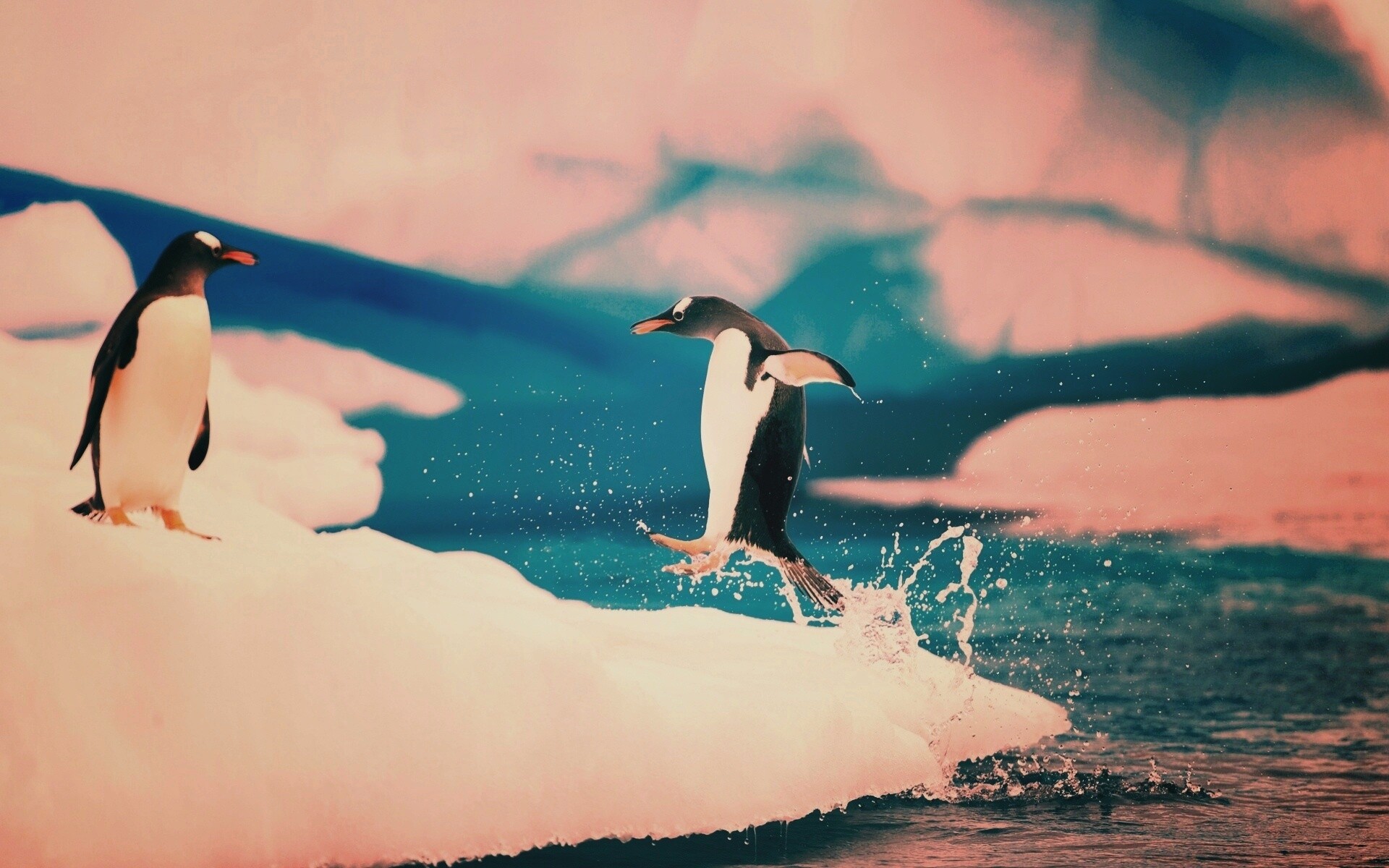 Пигвин запрыгивает на льдину обои