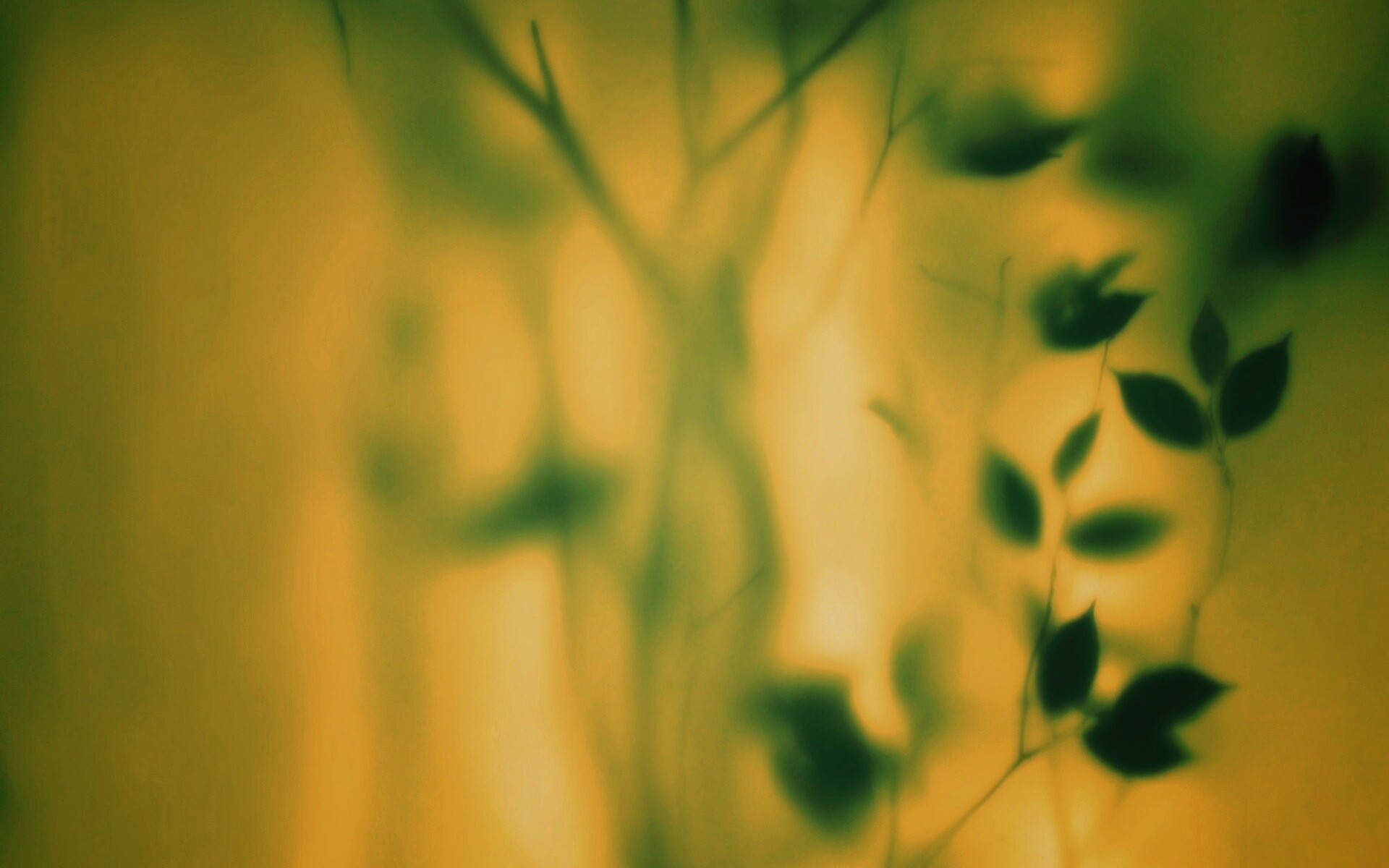 Зелень за стеклом обои