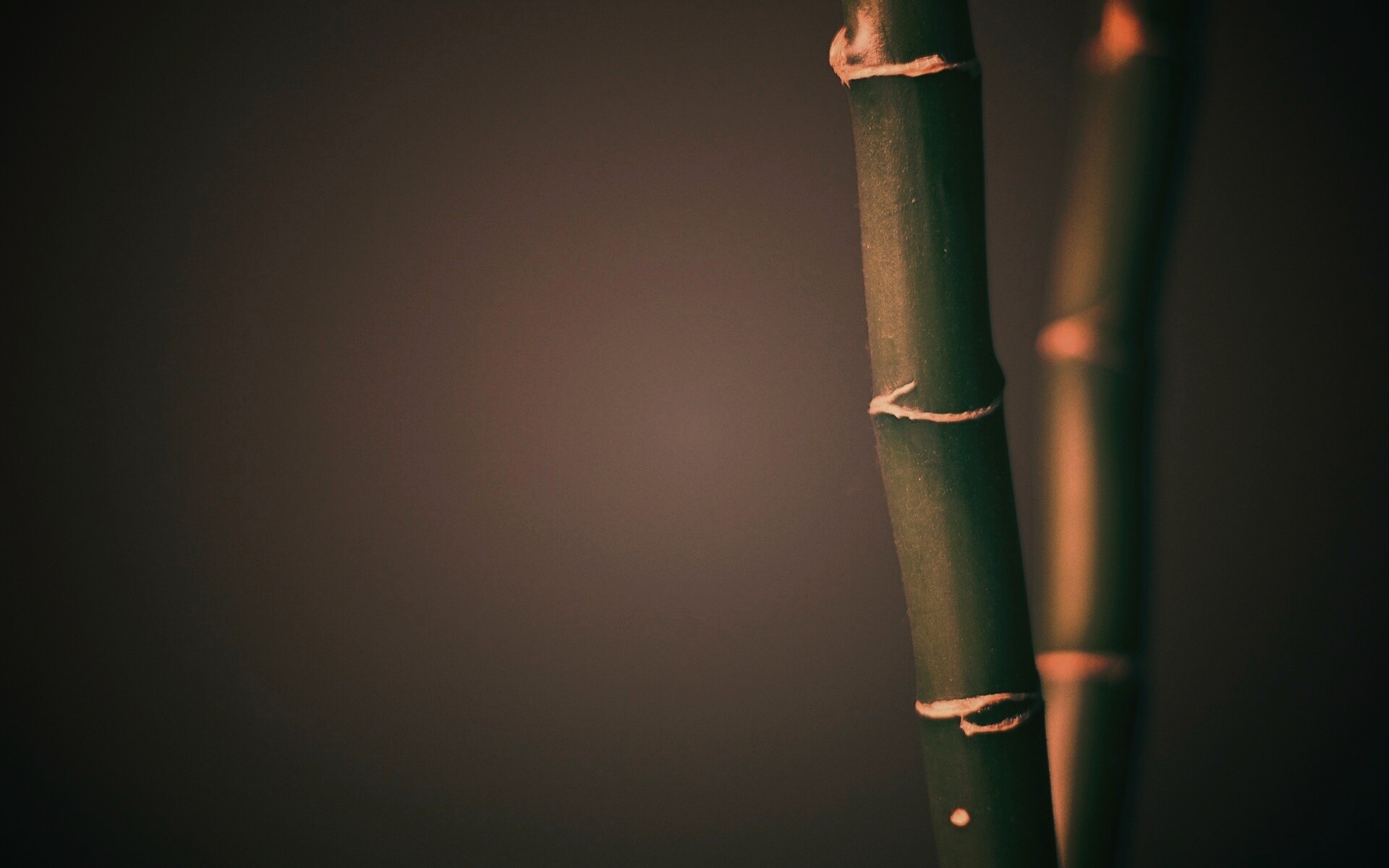 Макро фото стебля бамбука обои