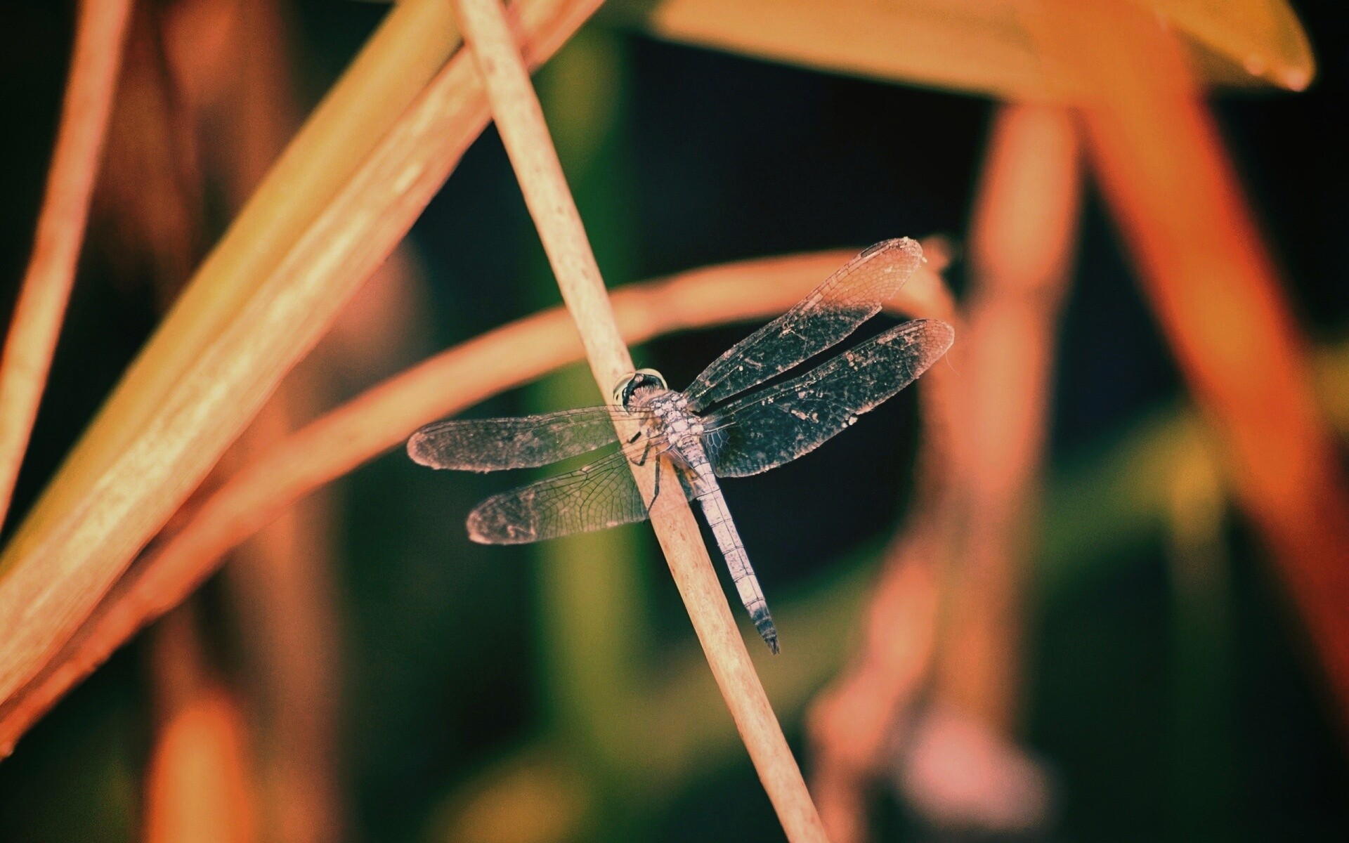 Стрекоза на тарвинке обои