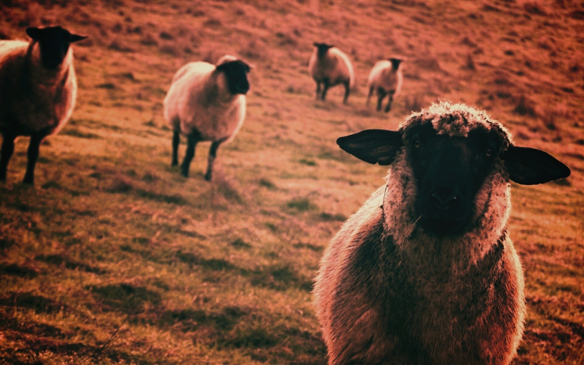 Овцы на пастбище обои