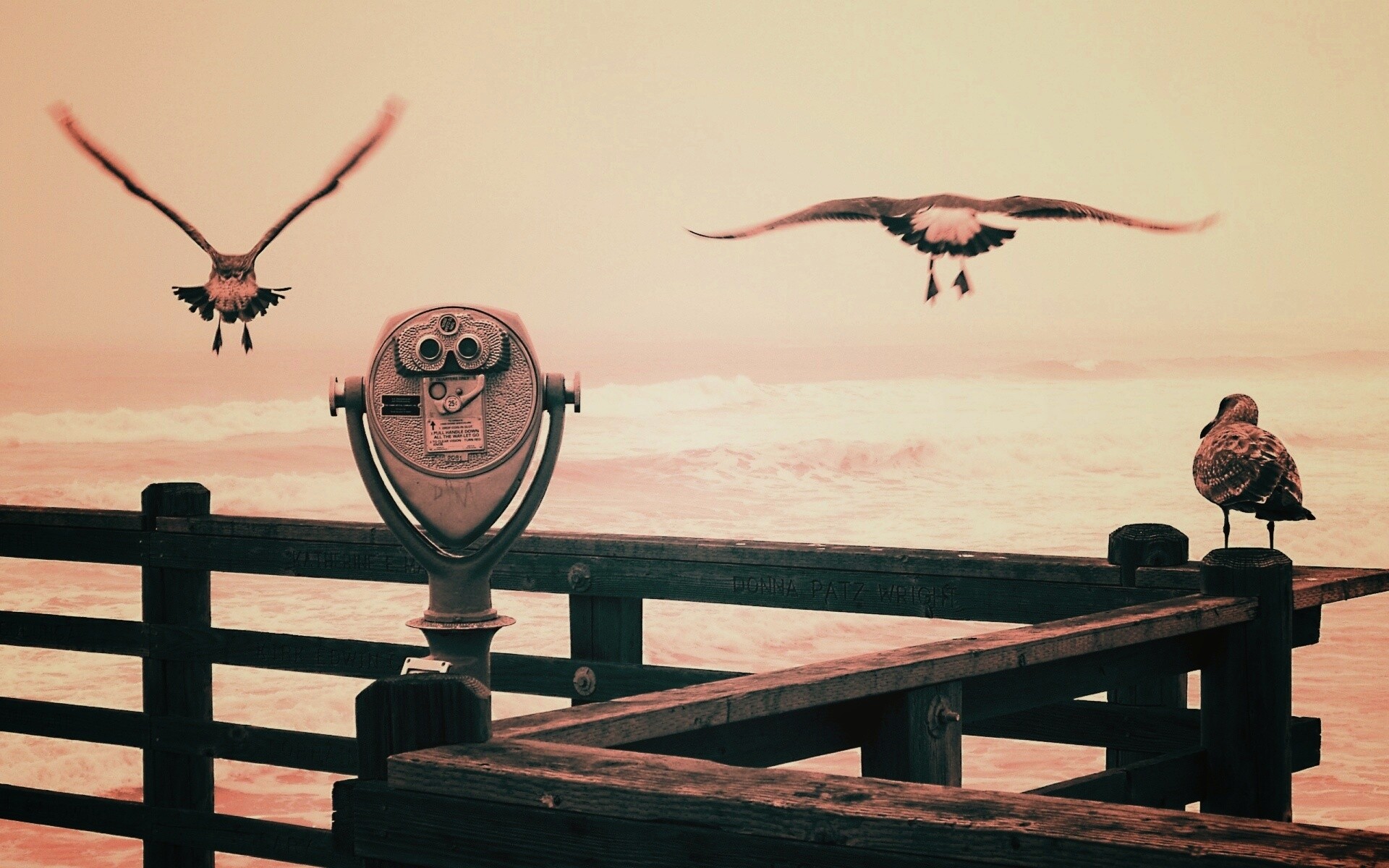 Чайки на перилах пирса обои