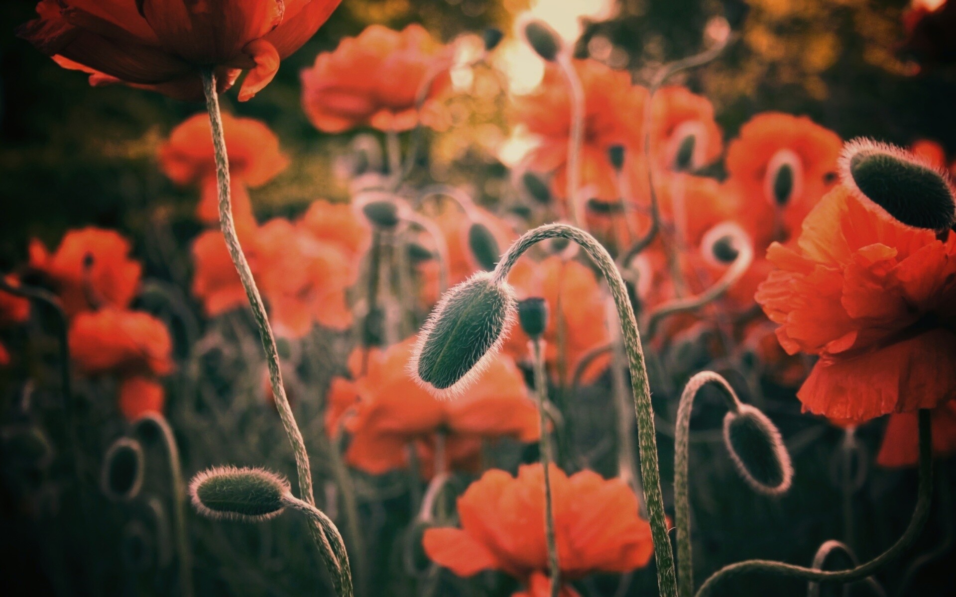 Бутон среди цветов обои