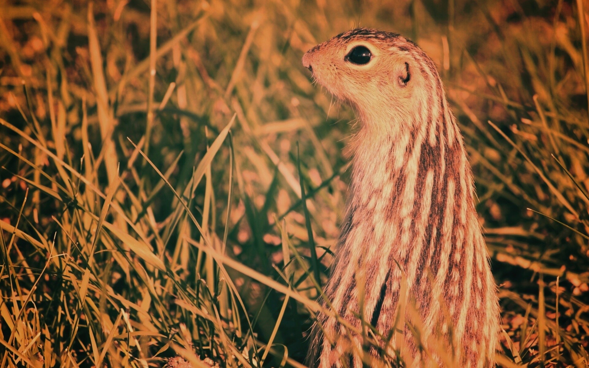 Сурок в стойке обои