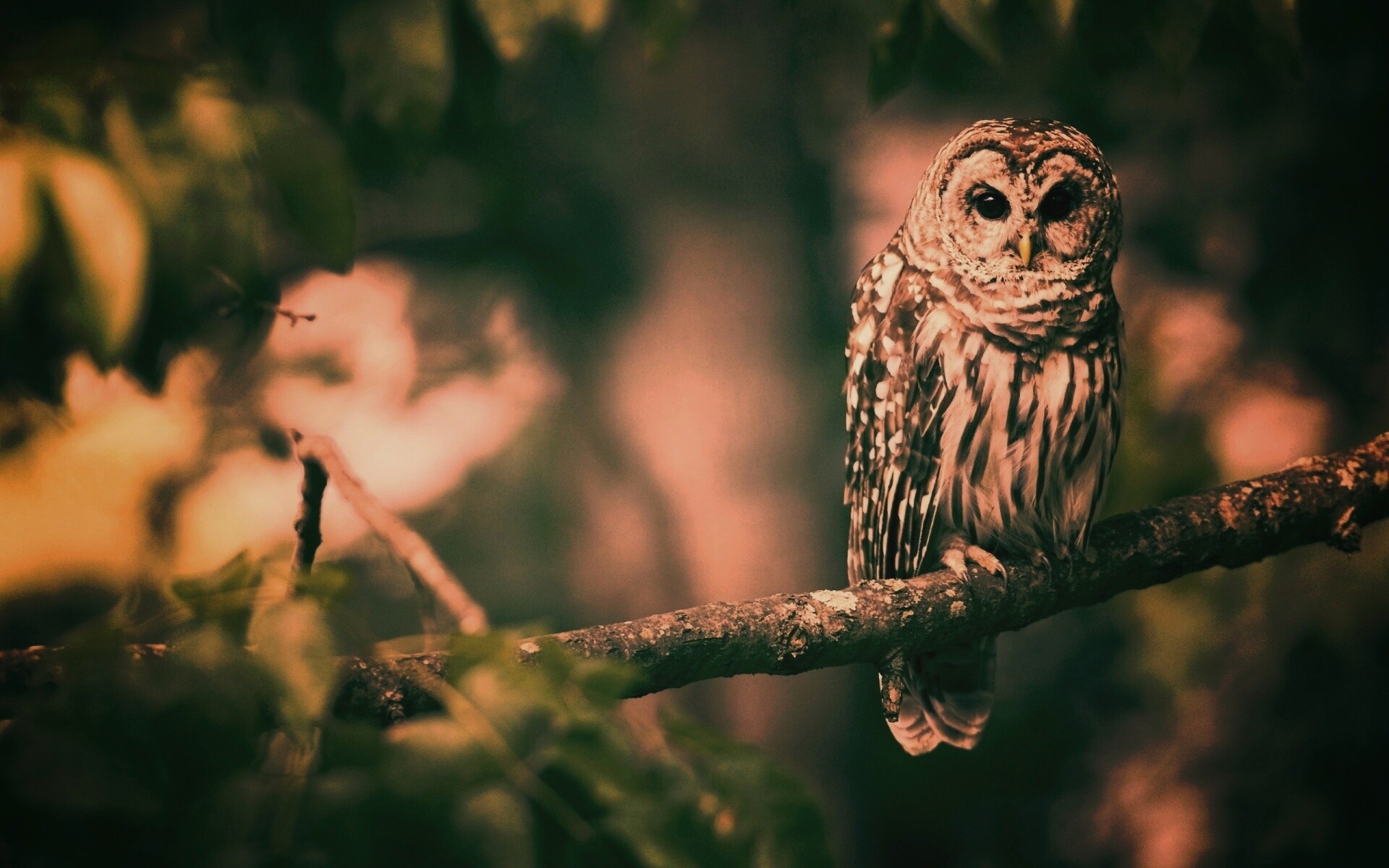 Сова на ветке обои